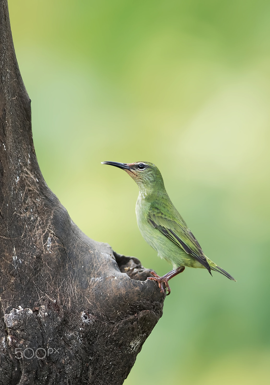 Canon EOS 7D Mark II + Canon EF 300mm F2.8L IS II USM sample photo. Red-legged honeycreeper - costa rica photography