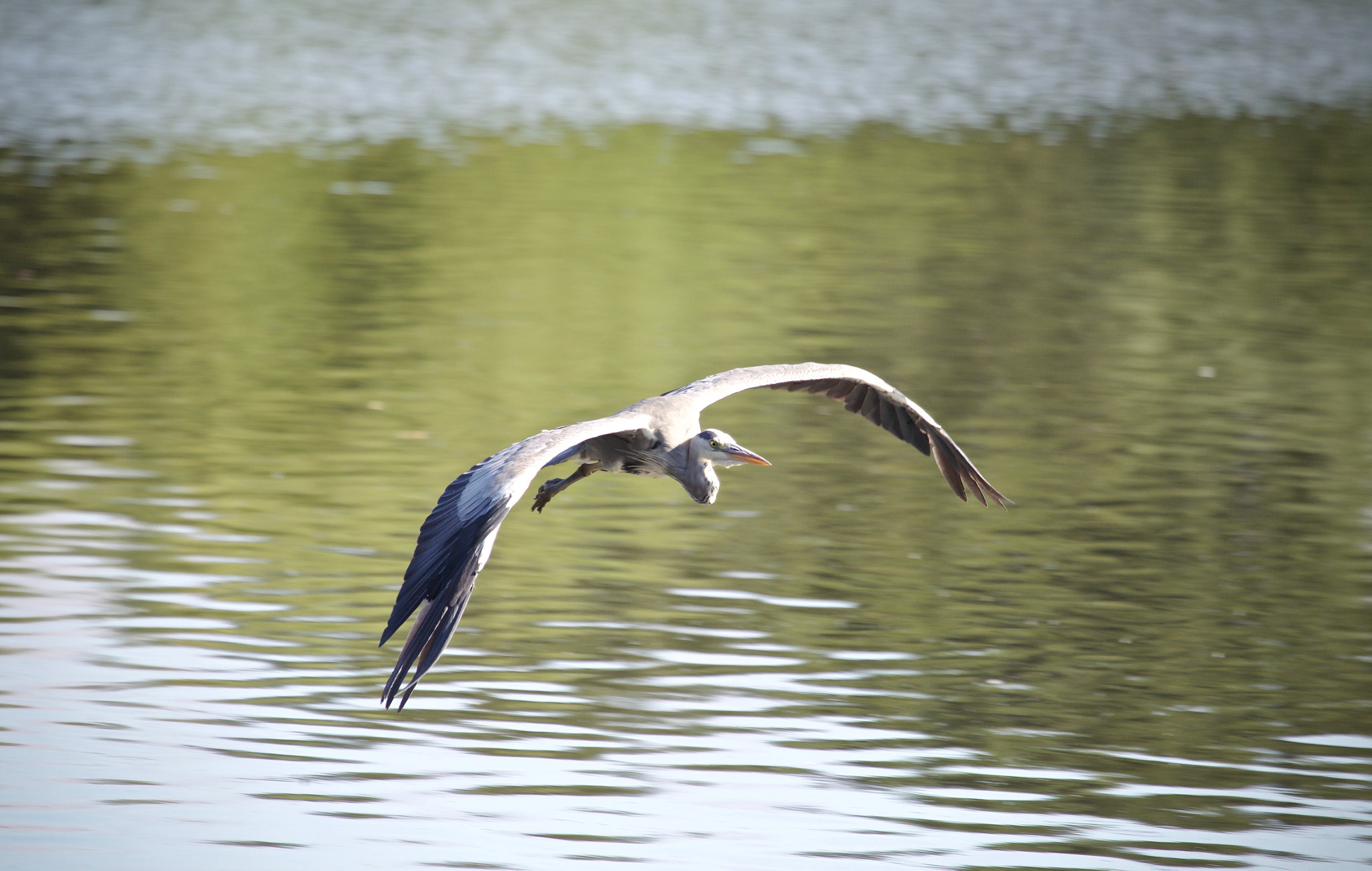 Canon EF 100-400mm F4.5-5.6L IS USM sample photo. Grey heron photography
