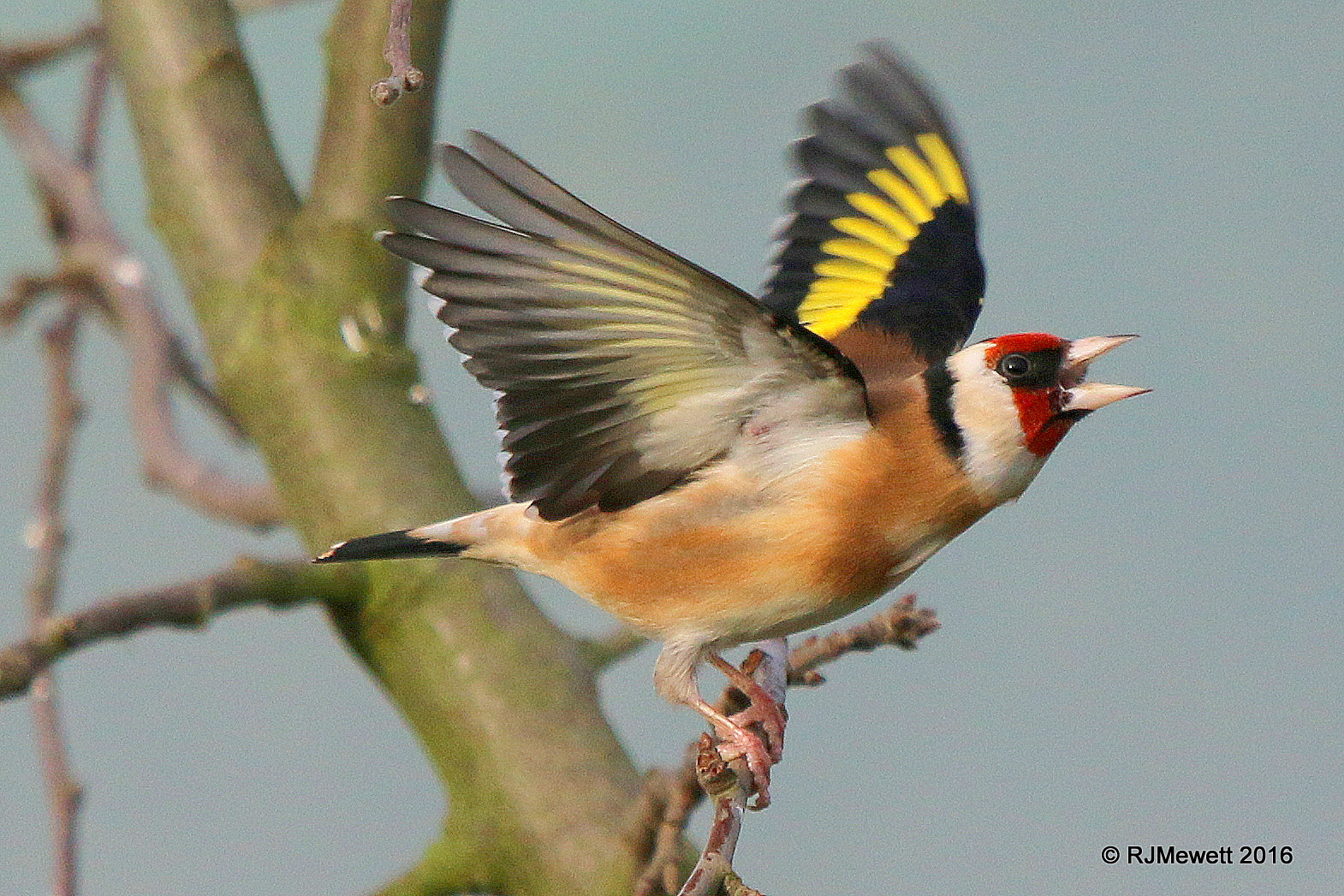 Canon EOS 70D sample photo. Goldfinch.... photography