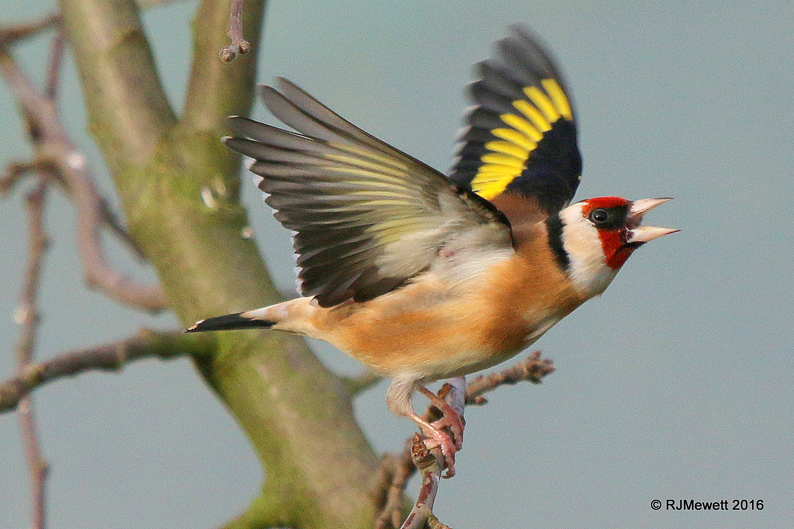 Canon EF 100-400mm F4.5-5.6L IS USM sample photo. Goldfinch.... photography