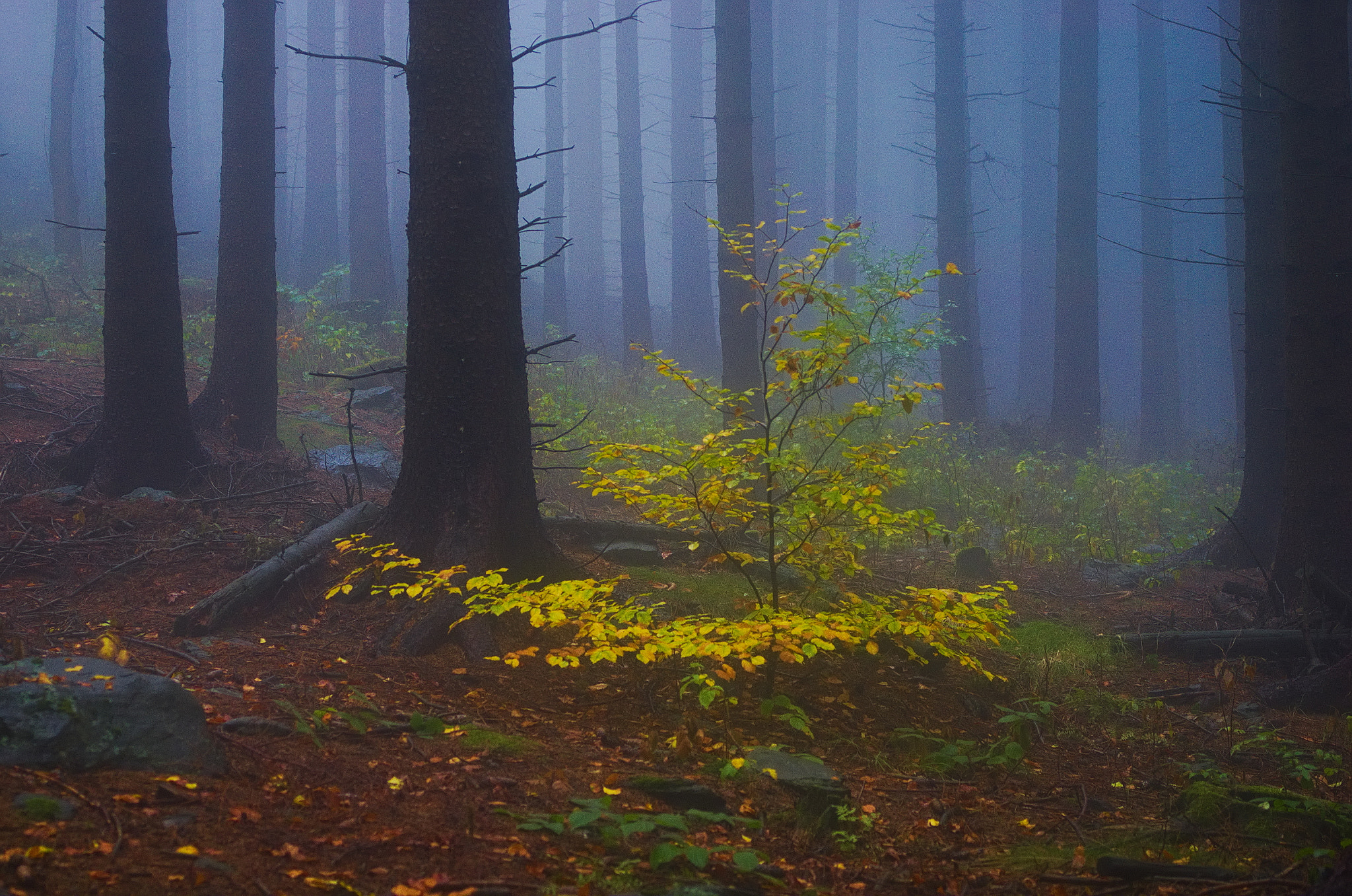 Pentax K-5 sample photo. Last of colors (in kaczawskie mountains) photography