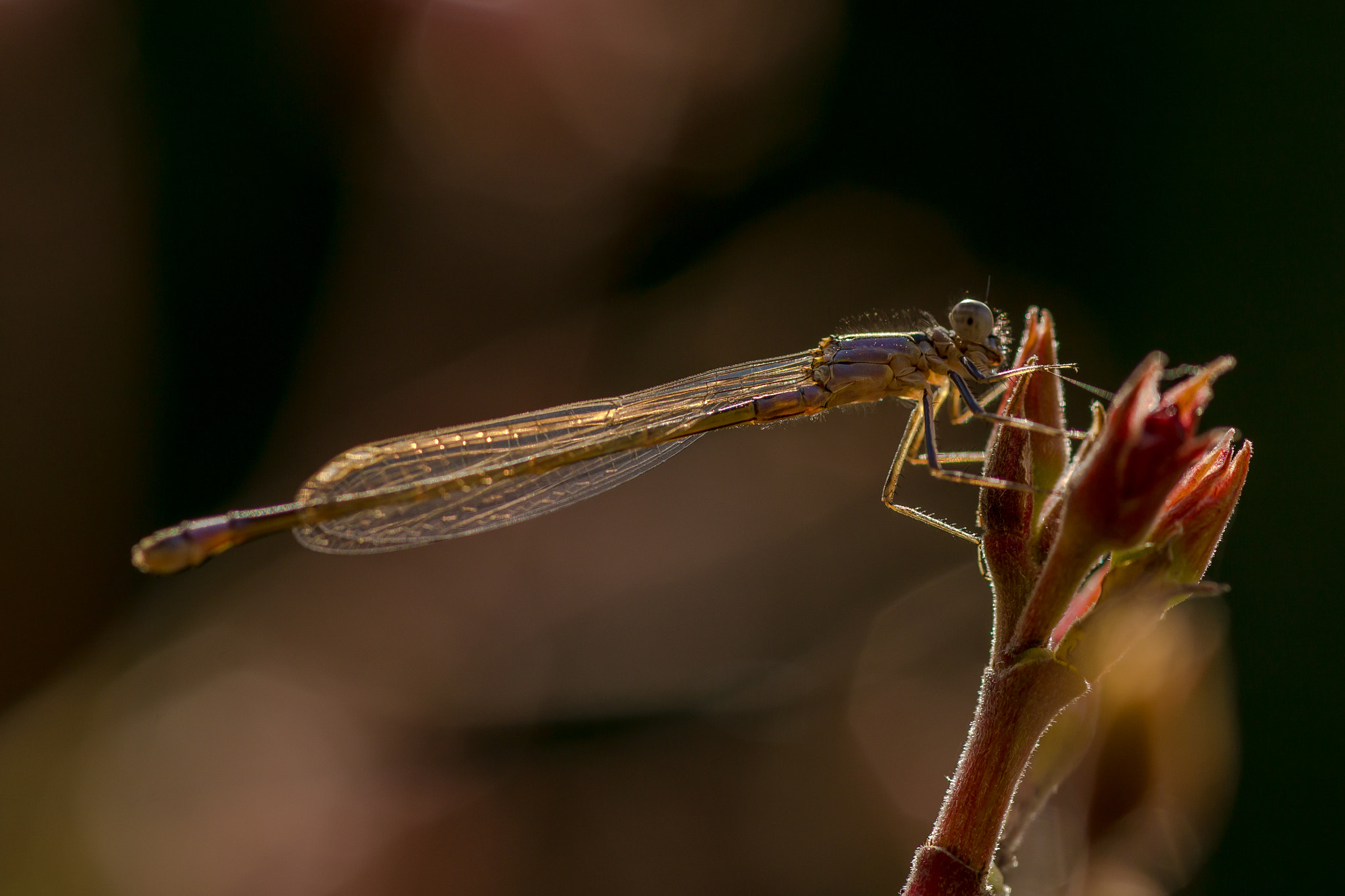 Canon EOS 6D sample photo. Dragonfly in the evening sun photography