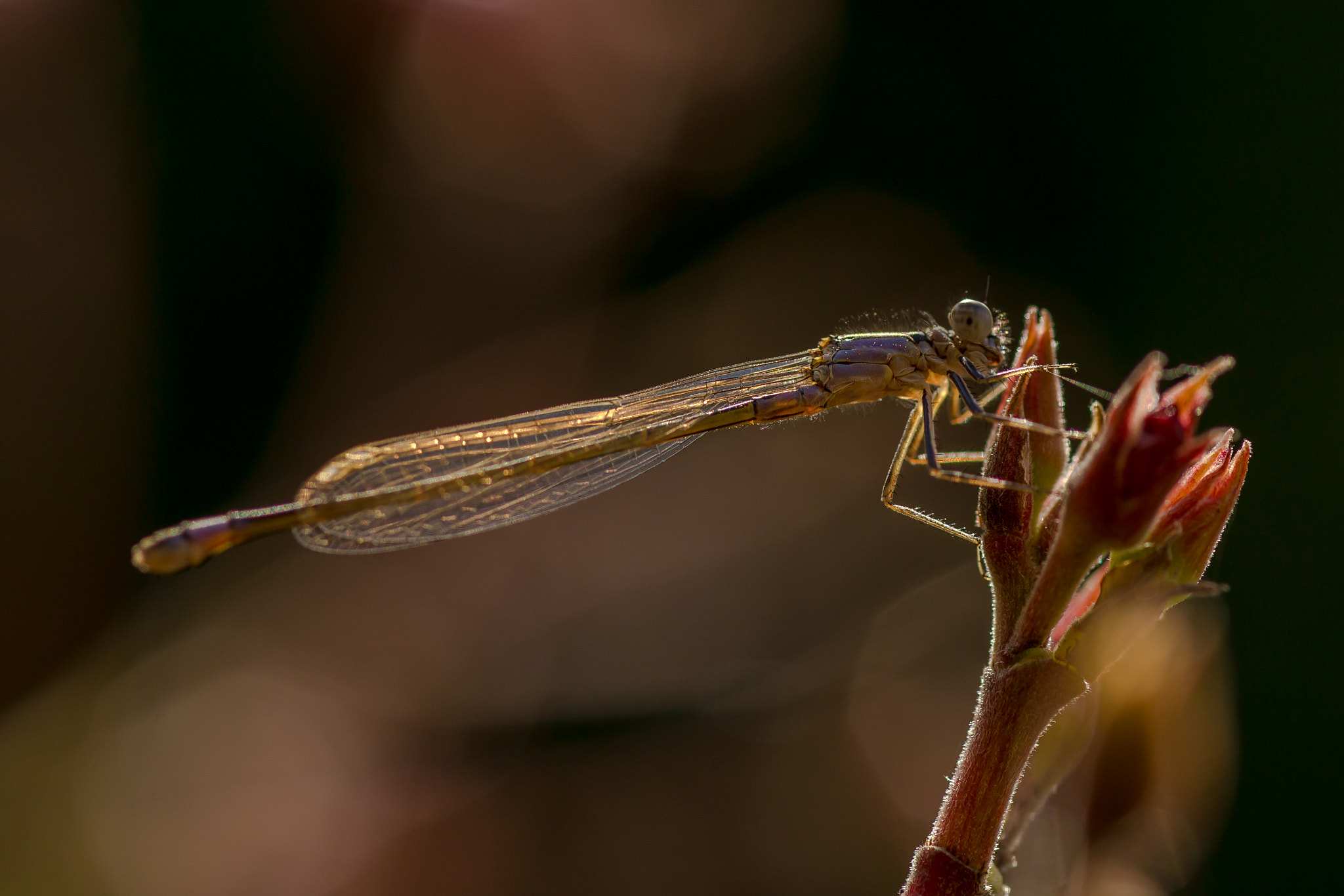 Canon EF 100mm F2.8 Macro USM sample photo. Dragonfly in the evening sun photography