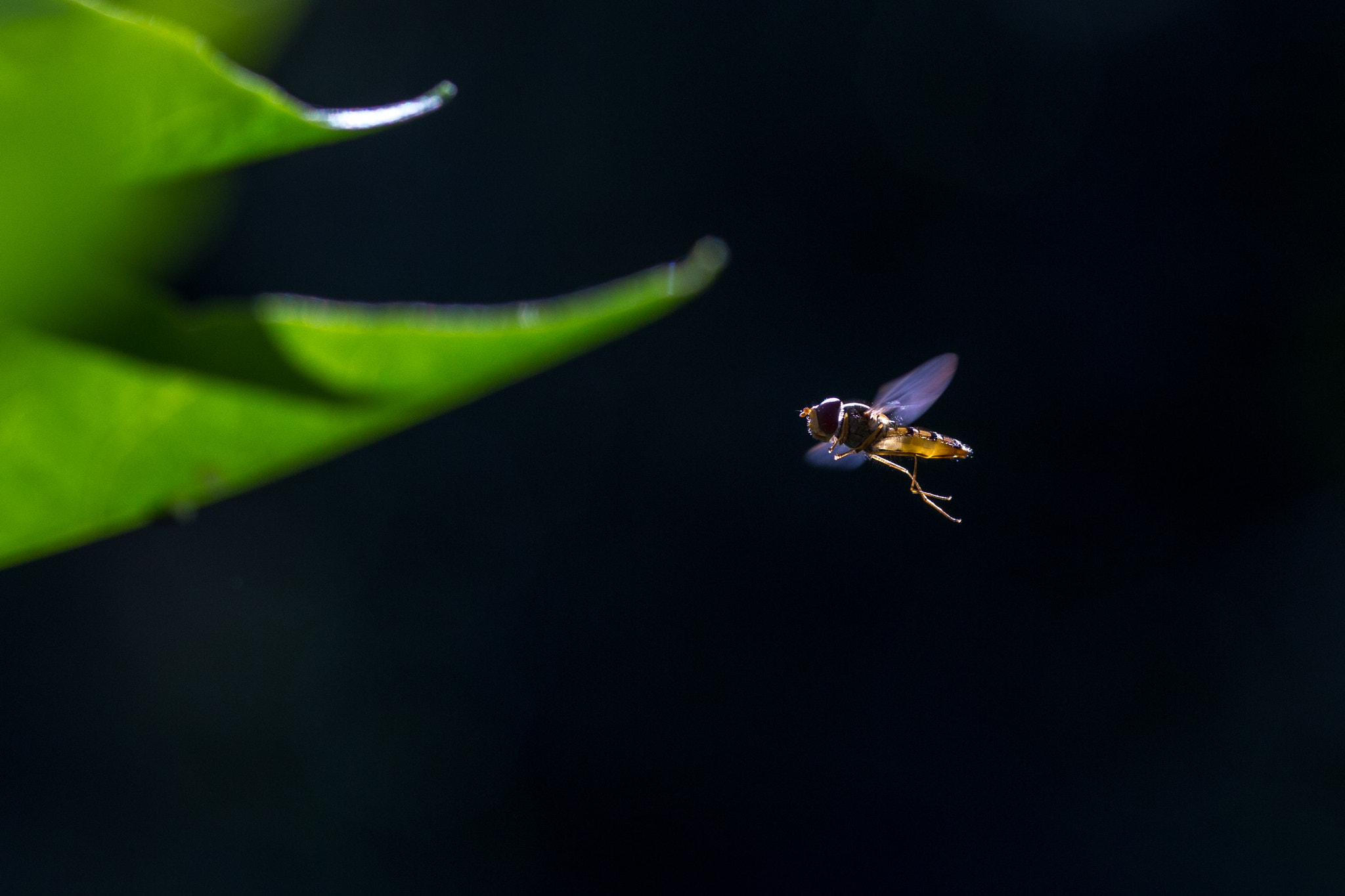 Canon EF 100mm F2.8 Macro USM sample photo. Mid air photography
