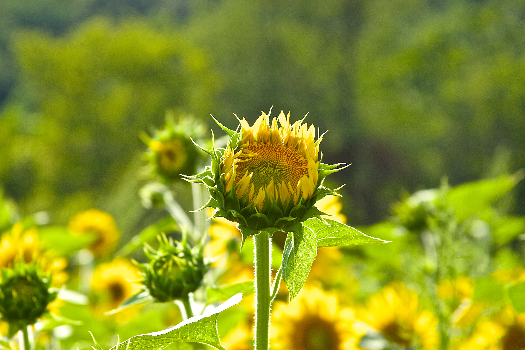 Canon EF 28-135mm F3.5-5.6 IS USM sample photo. Reaching for the sun! photography