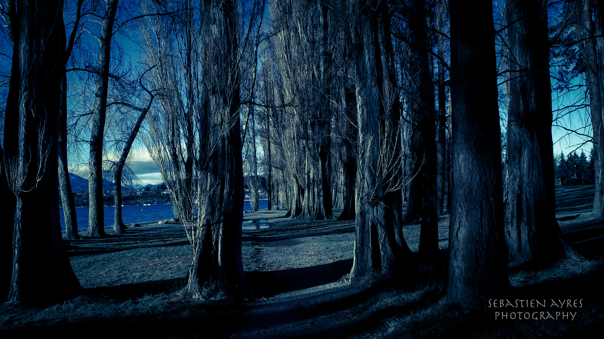 Pentax K-S2 sample photo. Through the trees photography