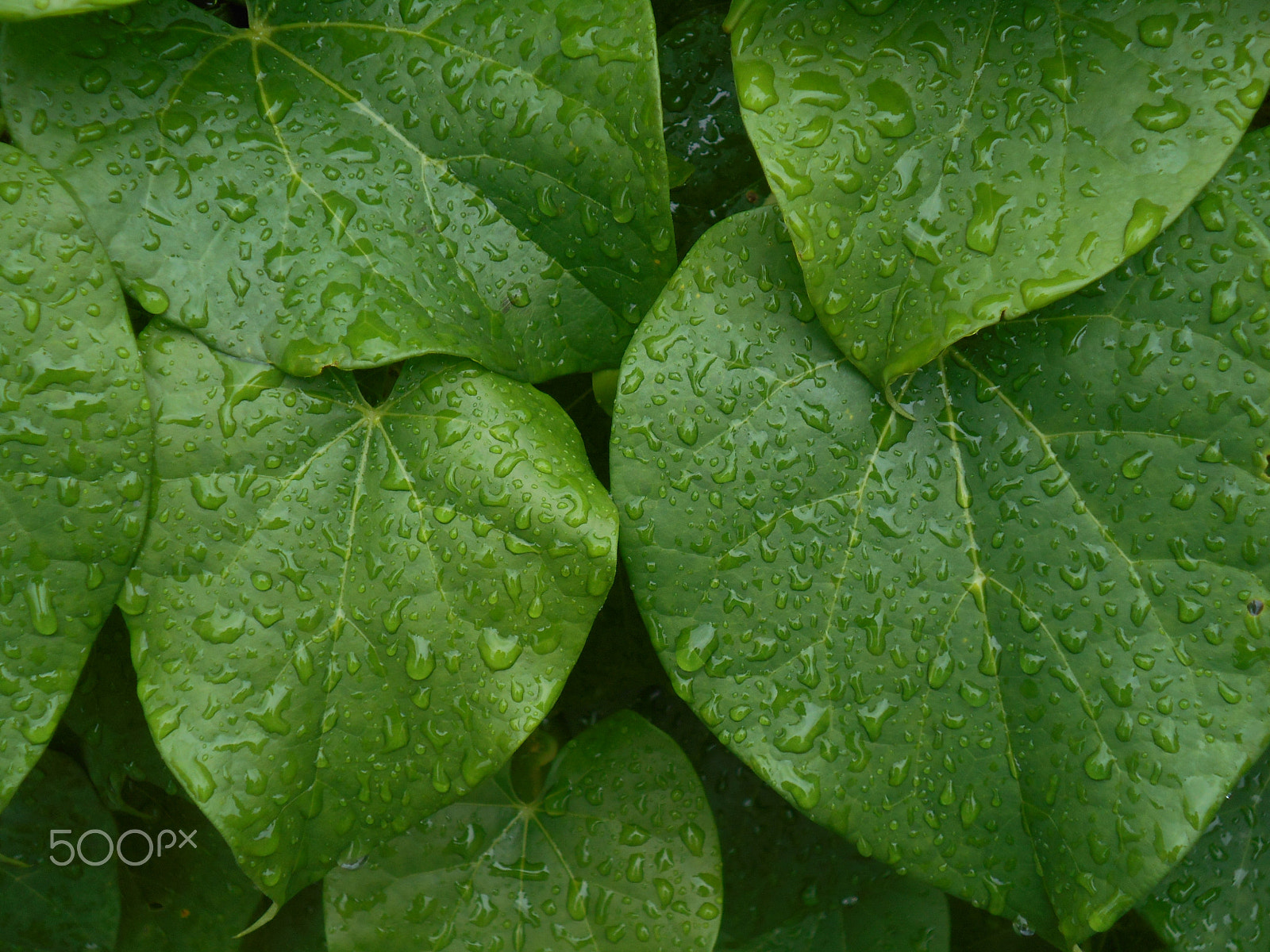 Nikon COOLPIX S2800 sample photo. Wet leaves photography