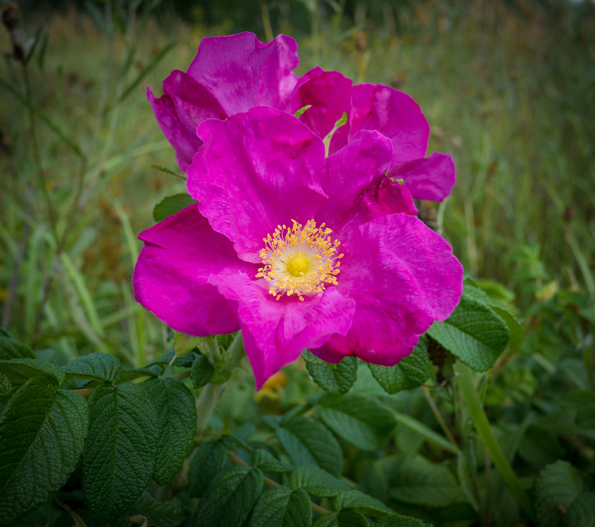 Fujifilm X-A1 + Fujifilm XF 18mm F2 R sample photo. Flower photography