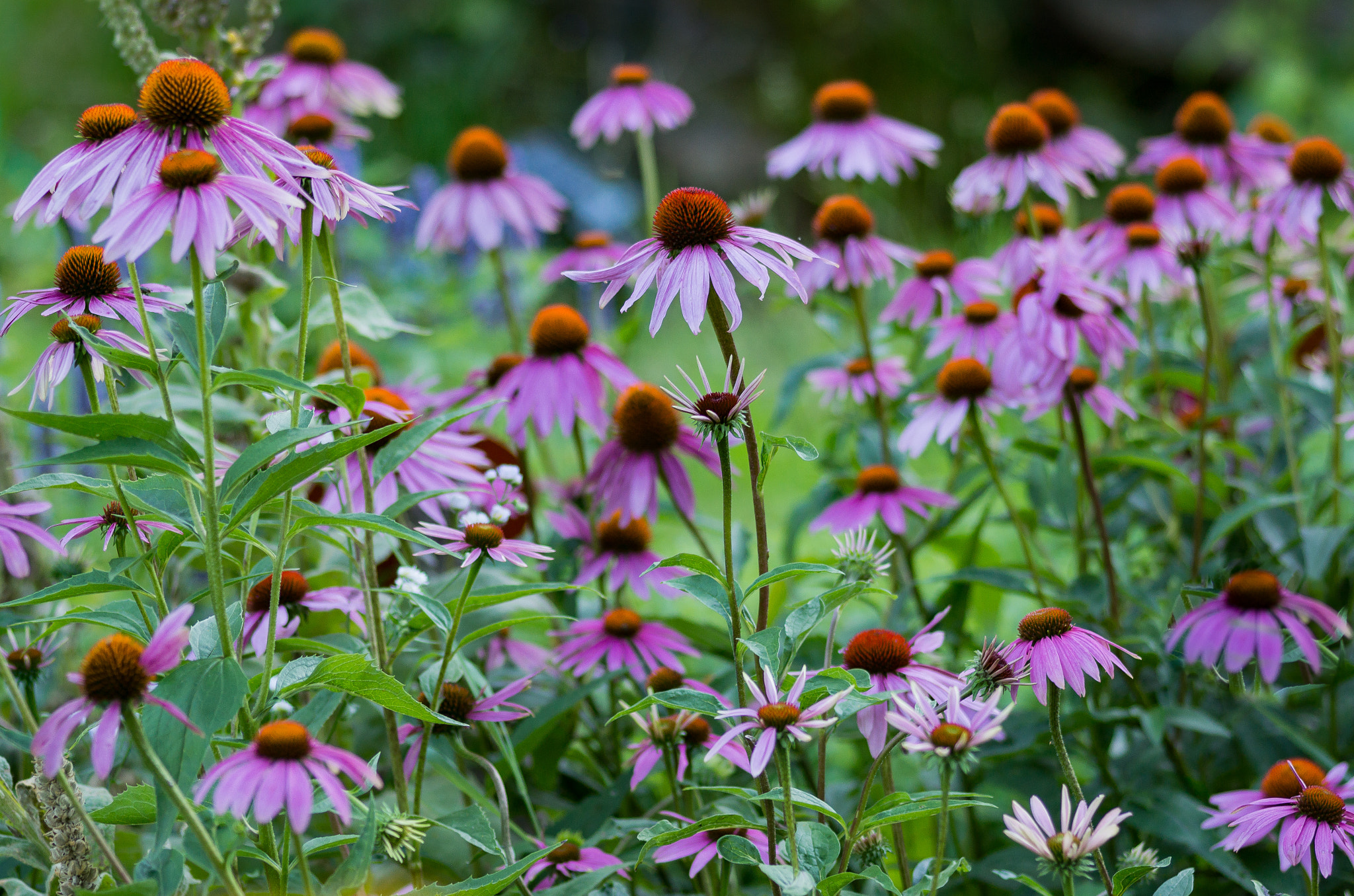 Sigma 30mm F1.4 EX DC HSM sample photo. Natur photography