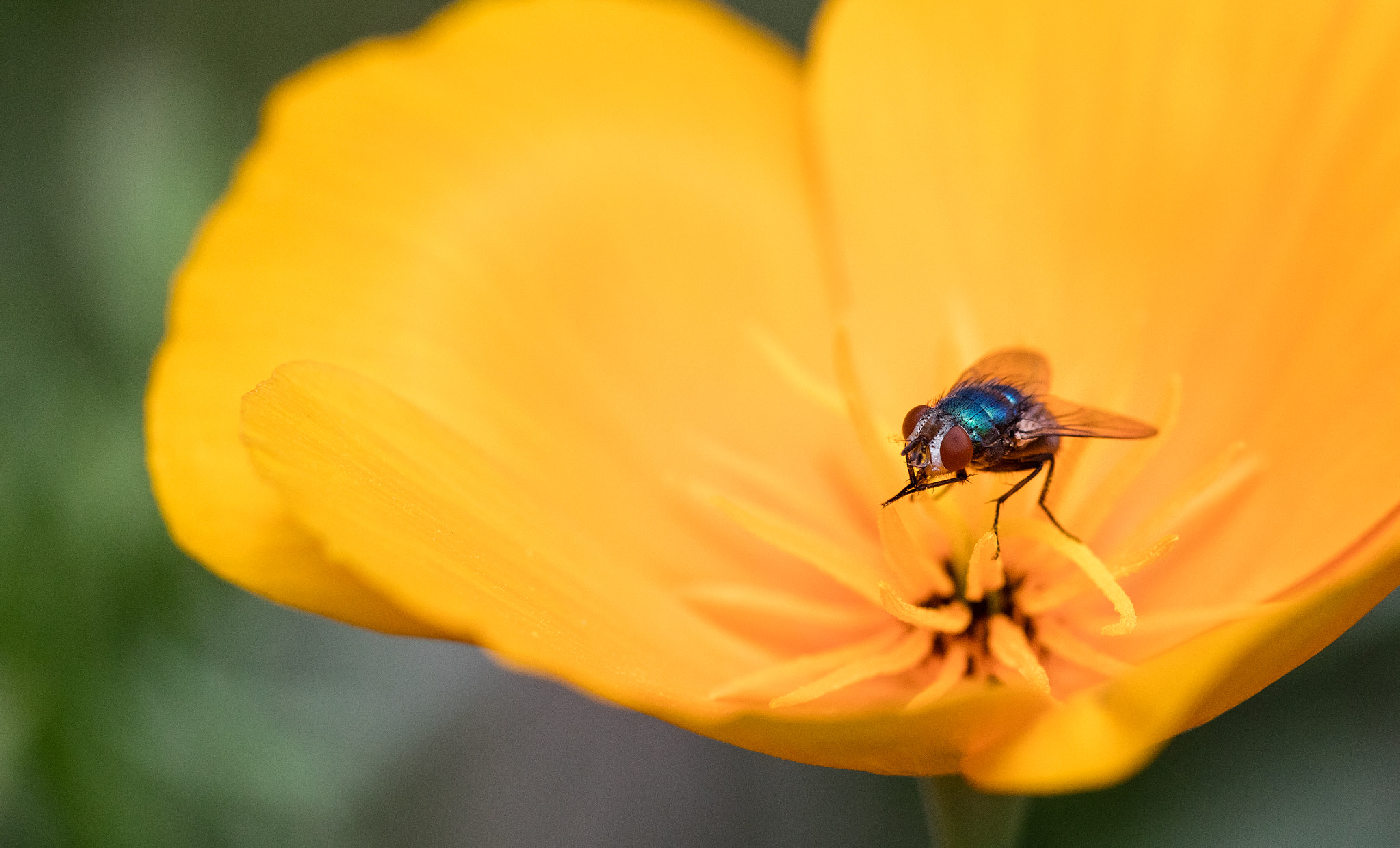 Sigma APO Macro 150mm f/2.8 EX DG HSM sample photo. The fly photography