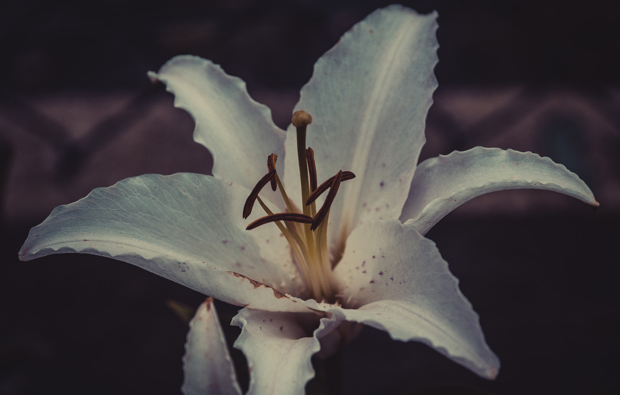 Olympus OM-D E-M10 + Sigma 60mm F2.8 DN Art sample photo. Lily in my garden. photography