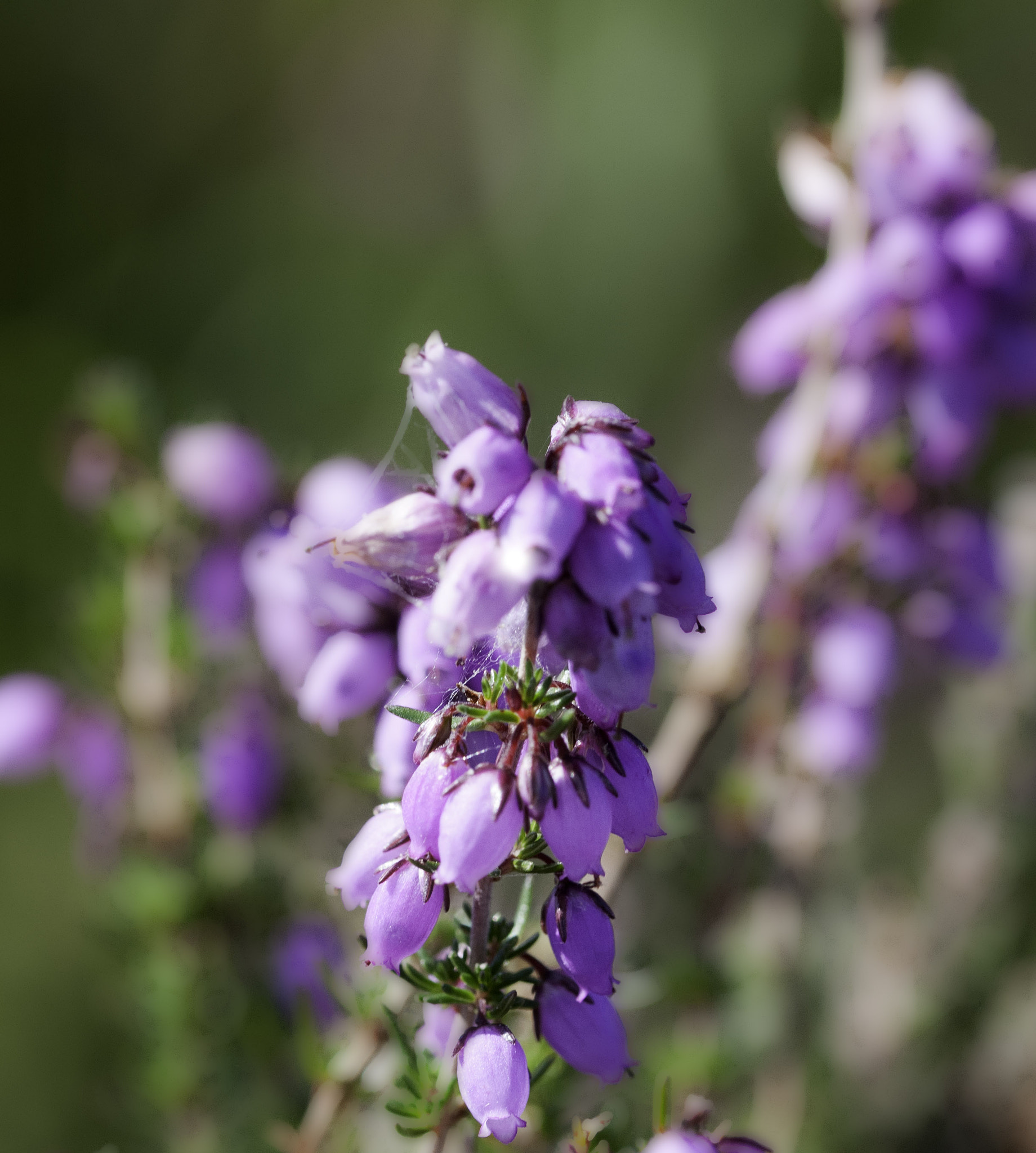 Sigma 105mm F2.8 EX DG OS HSM sample photo. Brief trip to new forest photography
