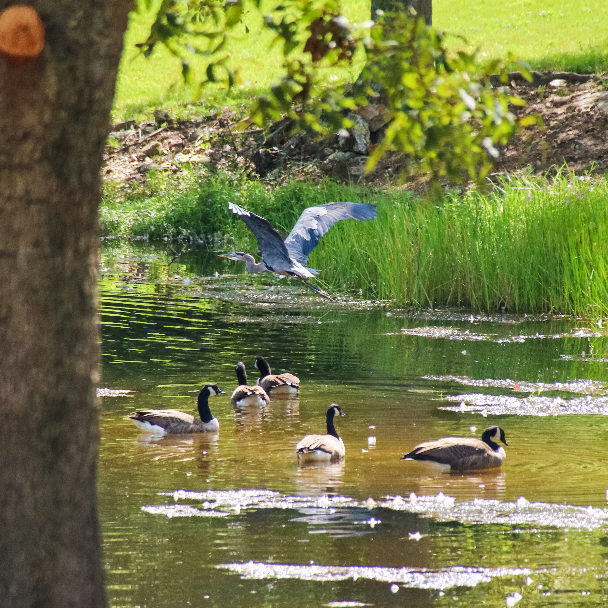 Canon EOS 760D (EOS Rebel T6s / EOS 8000D) + Canon 18-300mm sample photo. The heron and geese in our backyard pond. photography