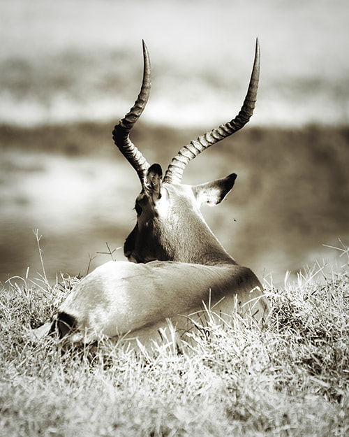 Nikon D3S sample photo. Horns photography