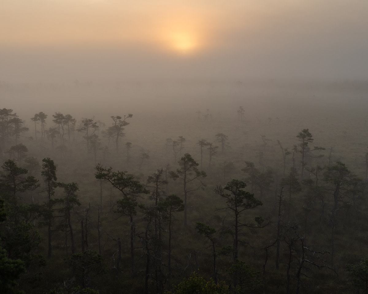 ZEISS Otus 55mm F1.4 sample photo. Store mosse nationalpark ii photography