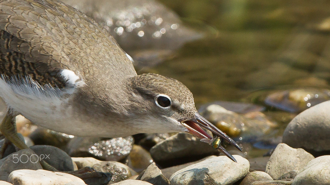 Canon EOS-1D Mark IV sample photo. Catching flies photography