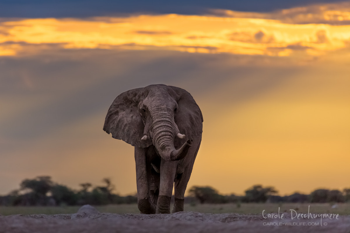 Canon EOS-1D X + Canon EF 200-400mm F4L IS USM Extender 1.4x sample photo. Elephant bull photography