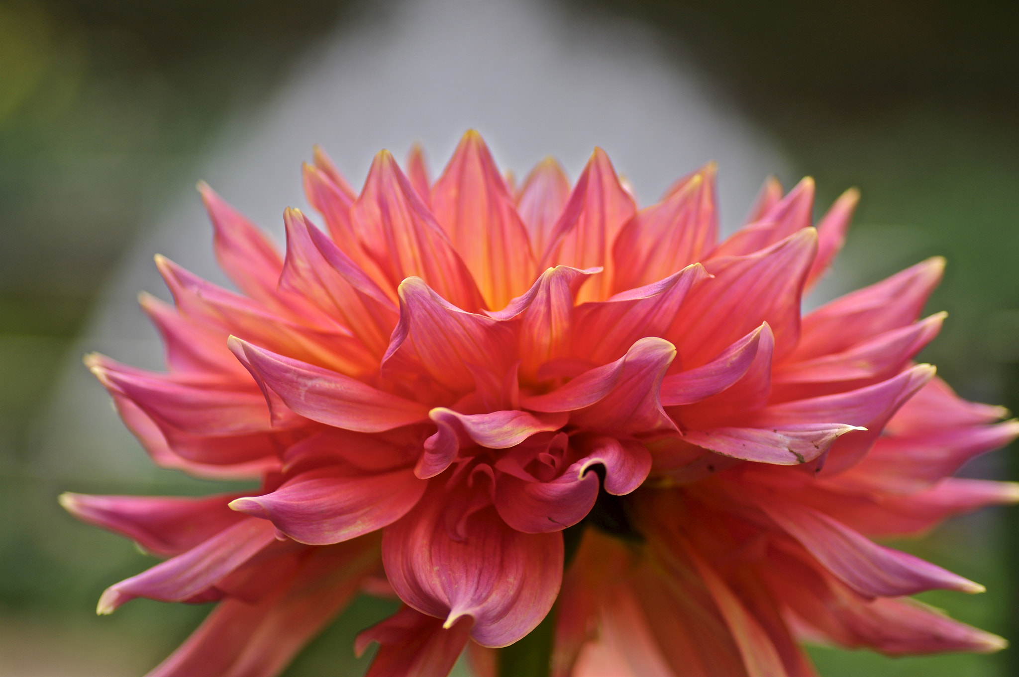 Pentax K-3 + Tamron SP AF 90mm F2.8 Di Macro sample photo. Dahlia photography