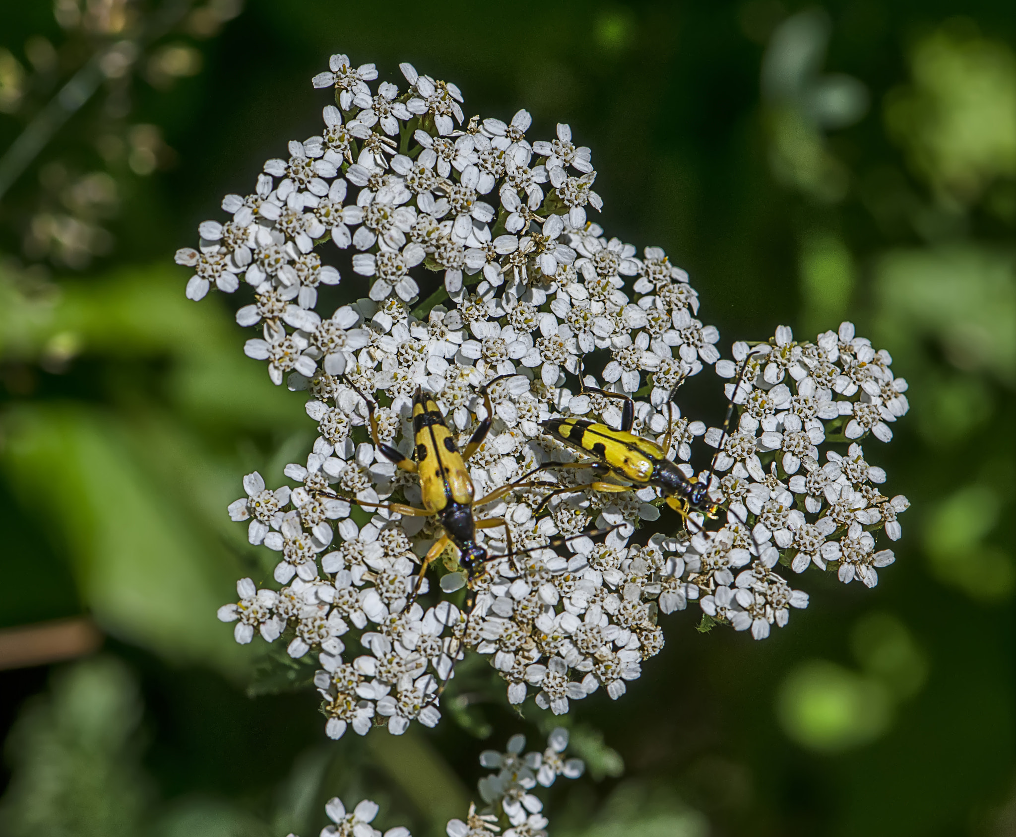 Nikon AF-S DX Micro-Nikkor 85mm F3.5G ED VR sample photo. Coppia... photography