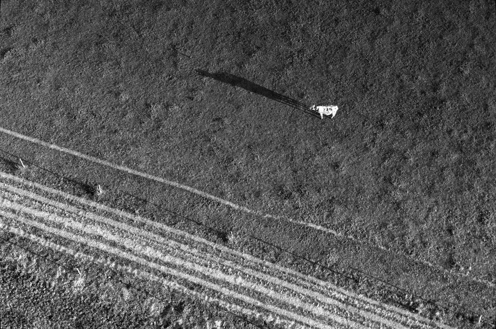 Pentax K-5 II sample photo. The cow photography