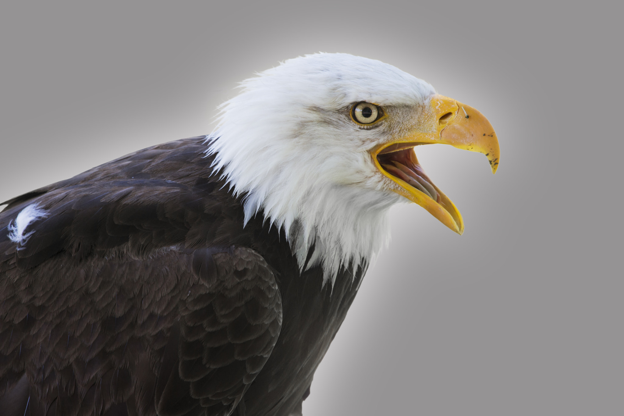 Canon EF 100-400mm F4.5-5.6L IS USM sample photo. Bald eagle photography