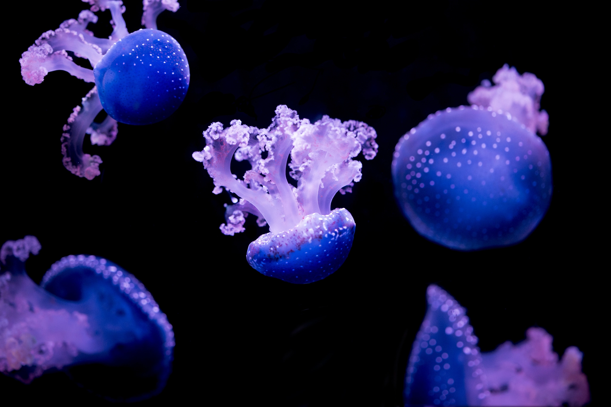 Canon EOS-1D X + Canon EF 100mm F2.8 Macro USM sample photo. Several jellyfishes on black background photography