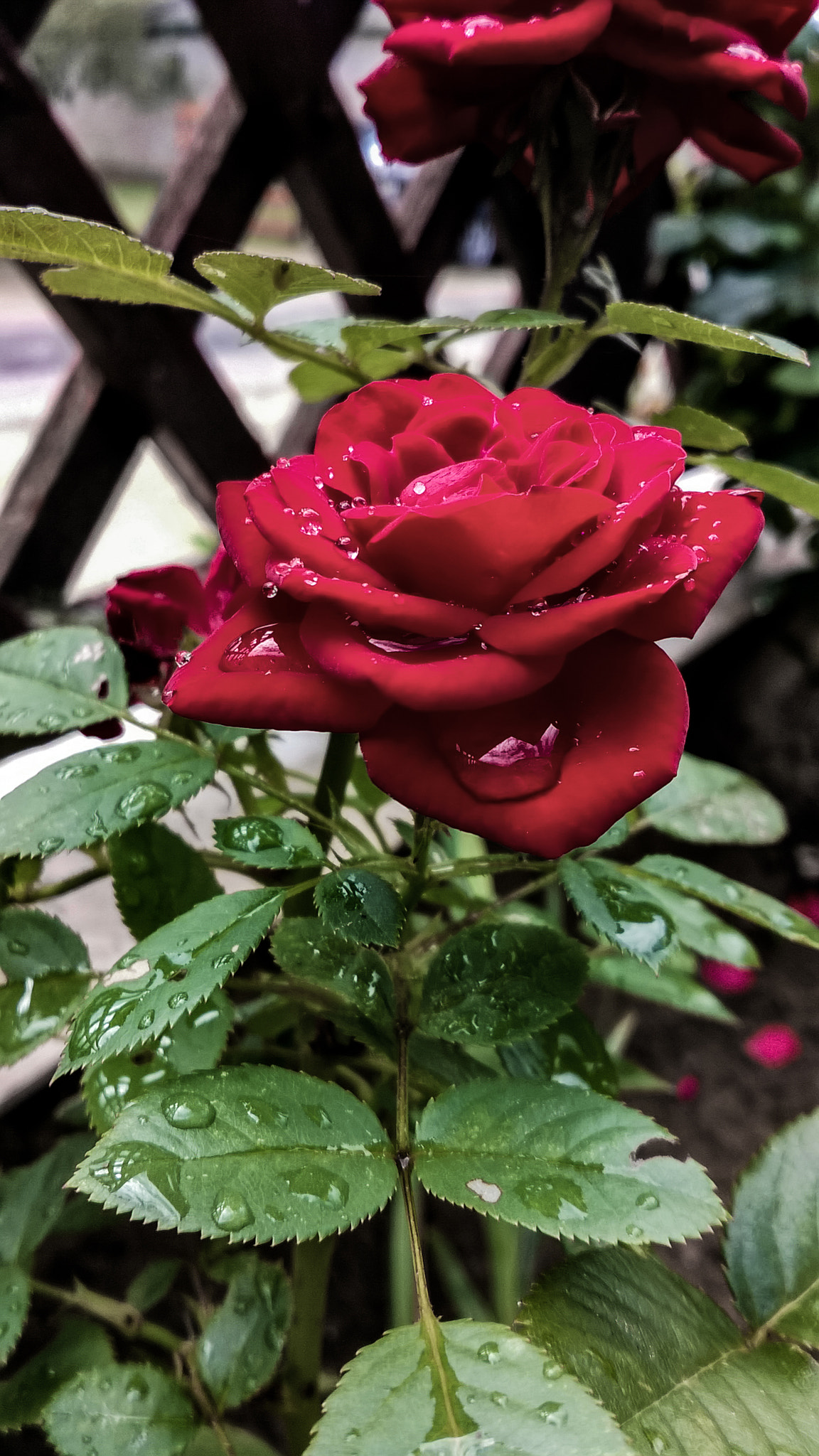 Nokia Lumia 735 sample photo. Red rose photography