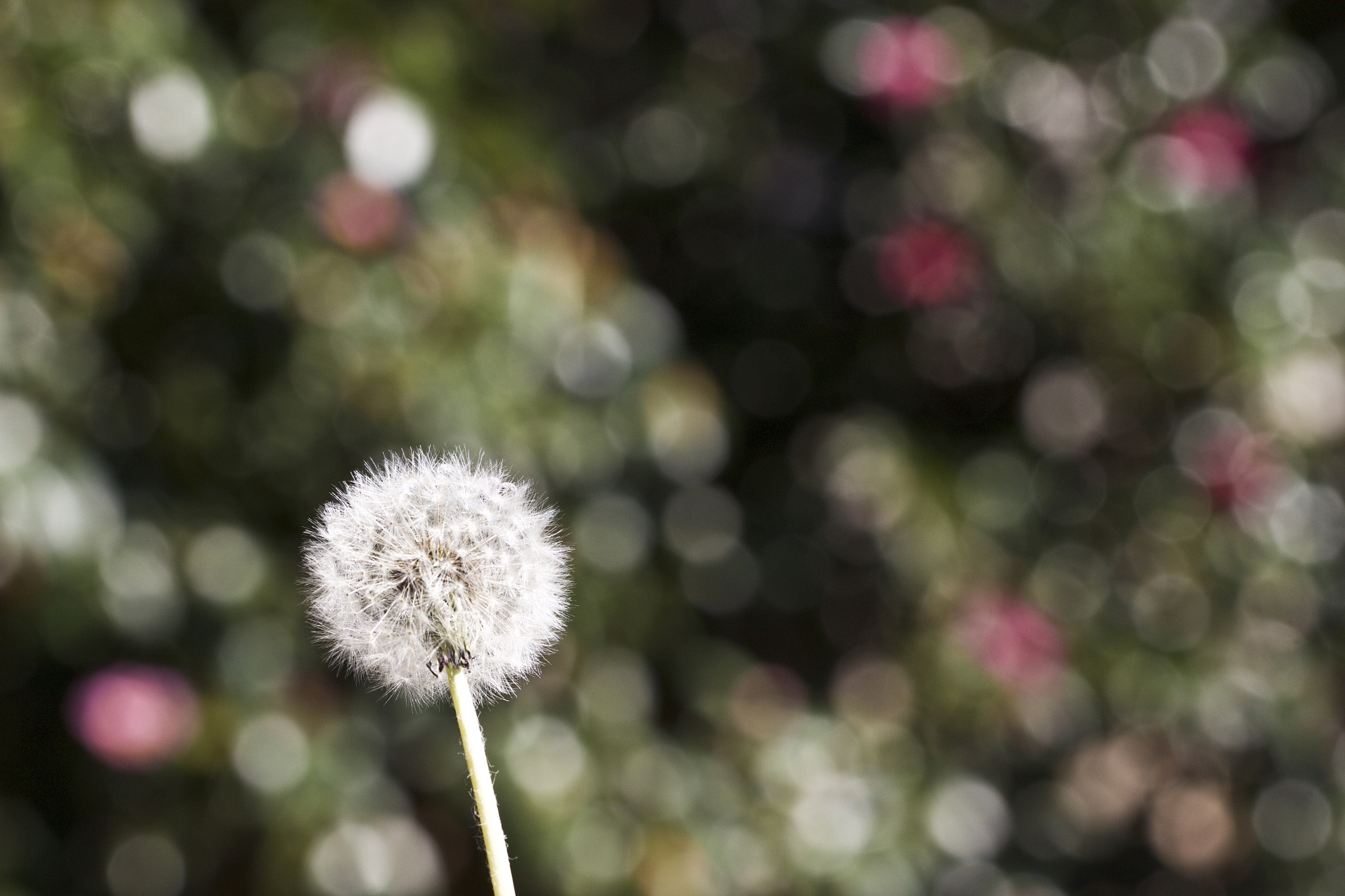 Canon EOS 700D (EOS Rebel T5i / EOS Kiss X7i) + Canon EF 100mm F2.8L Macro IS USM sample photo. Sunny day photography