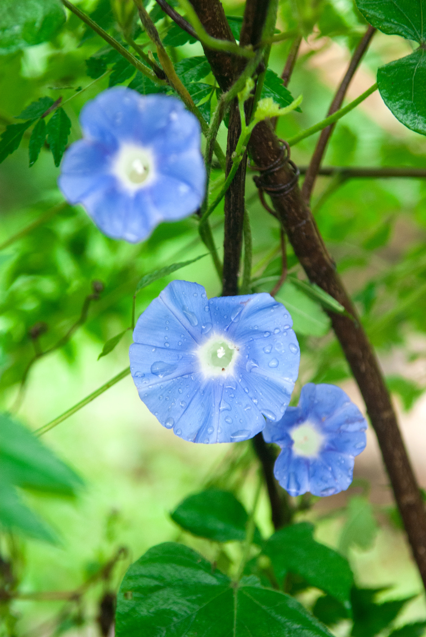 Nikon D80 sample photo. 牵牛花 photography