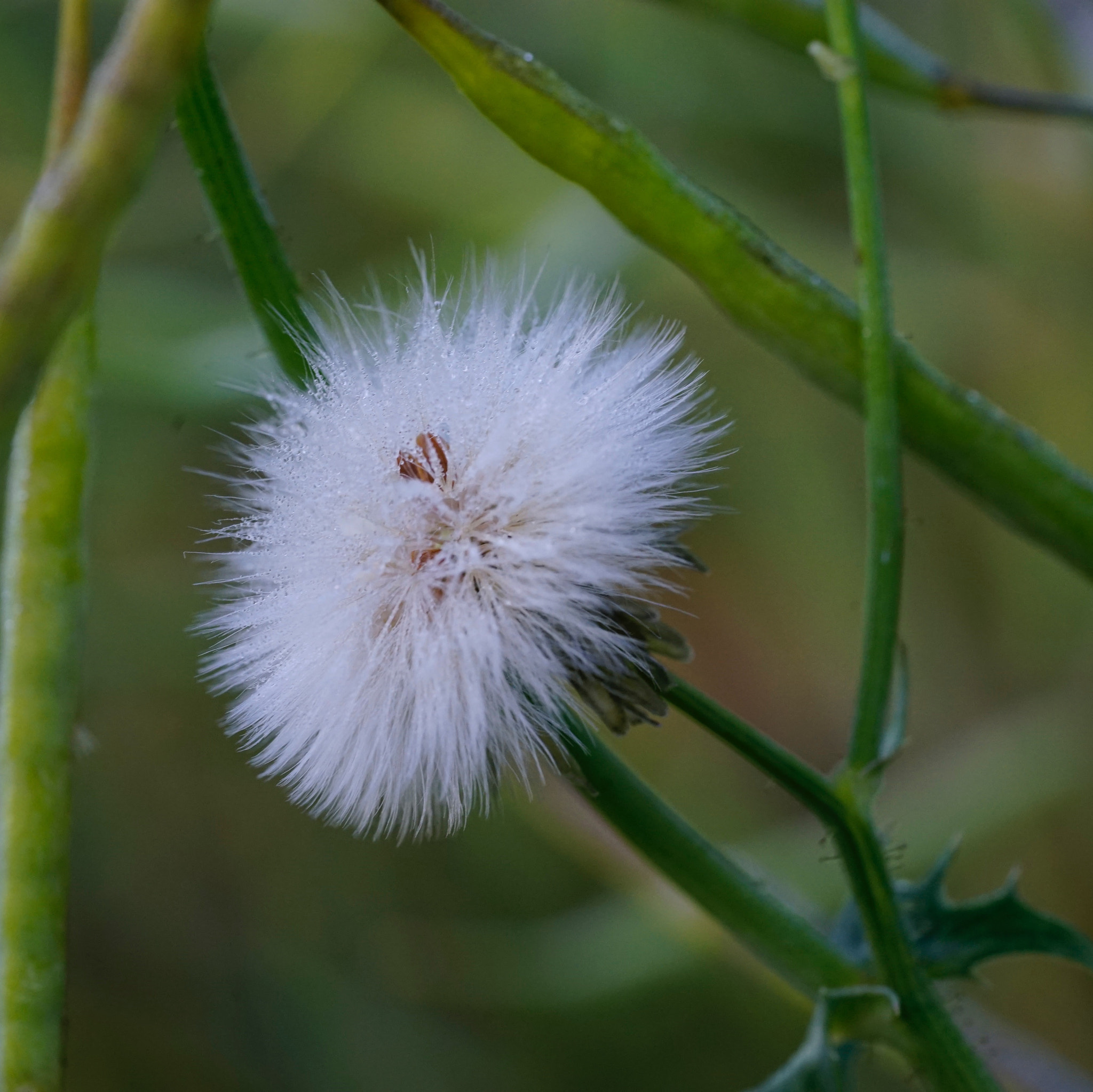 Sony a7 II + Sony FE 90mm F2.8 Macro G OSS sample photo. 露 photography