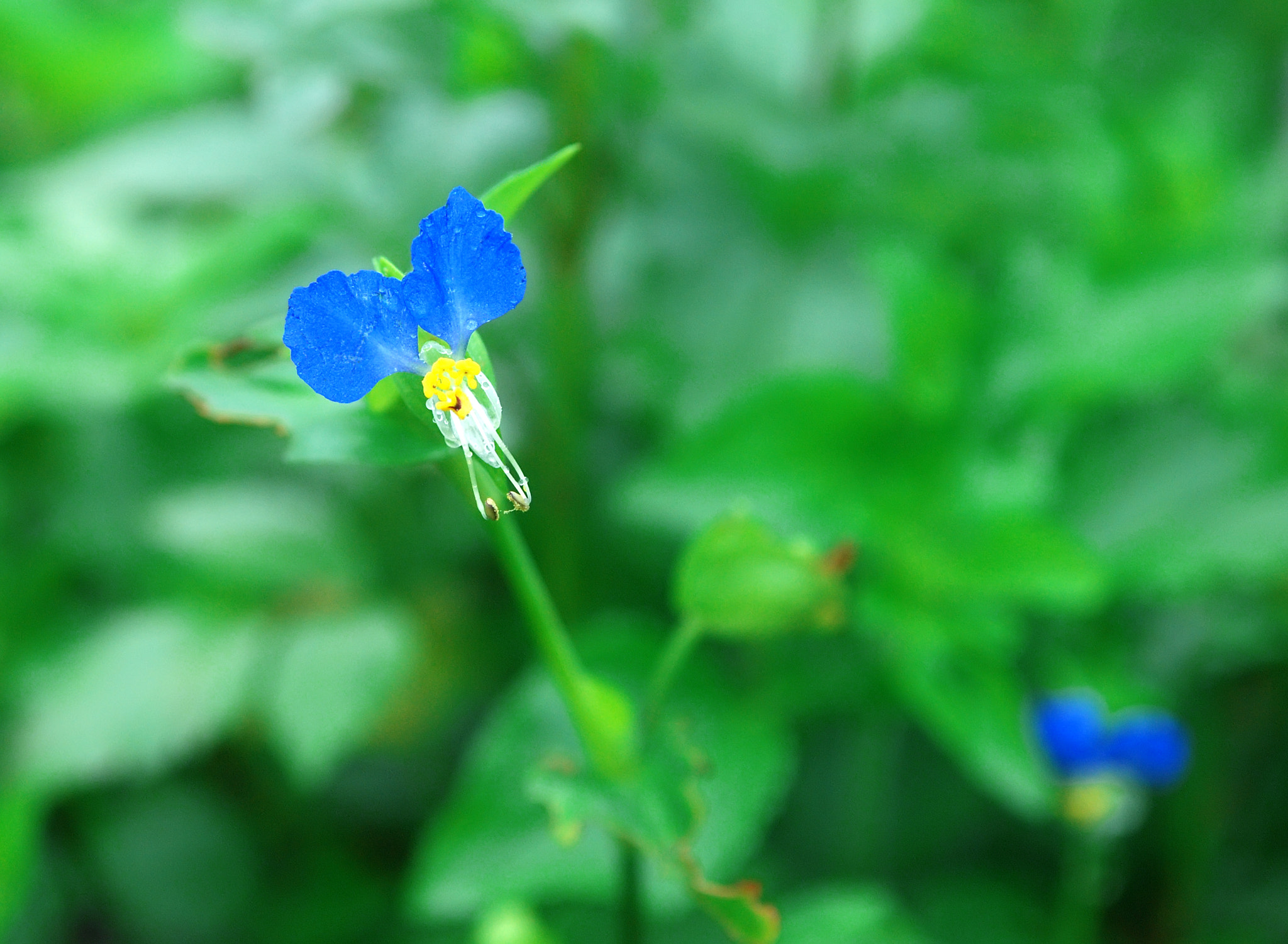 Nikon D80 sample photo. 小小紫色花 photography