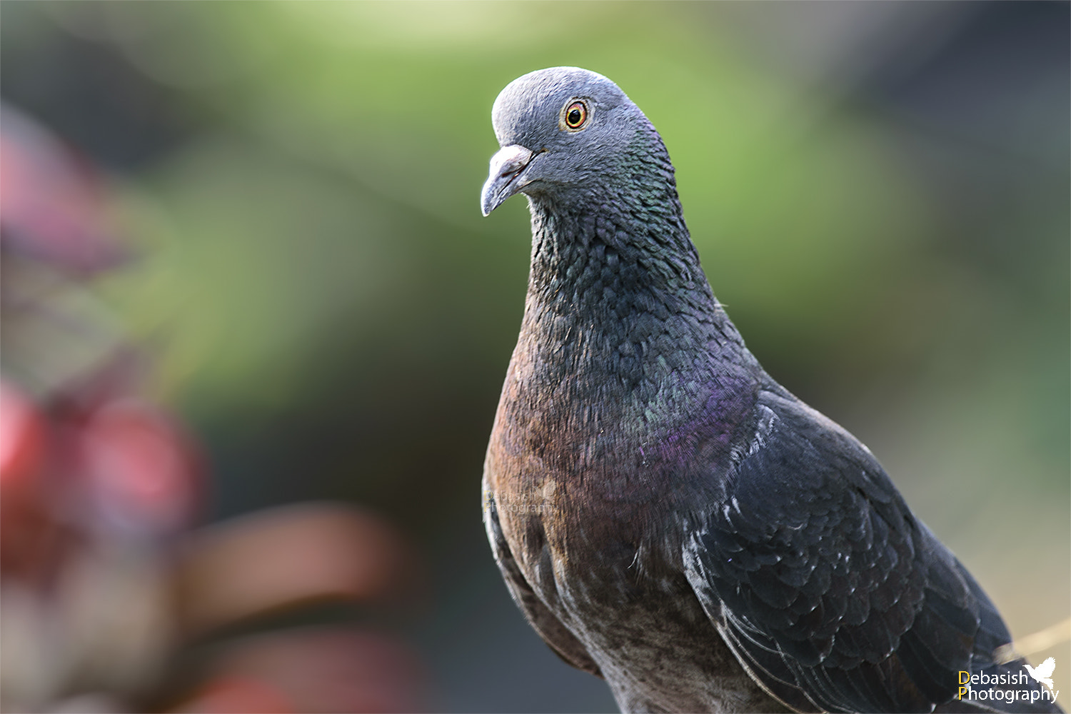Nikon D750 + Nikon AF-S Nikkor 300mm F4D ED-IF sample photo. Symbol of peace photography