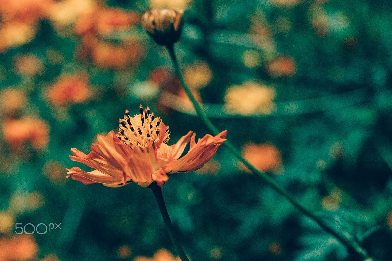 Canon EF 35mm F1.4L II USM sample photo. Flowers and the world, a bodhi leaf photography