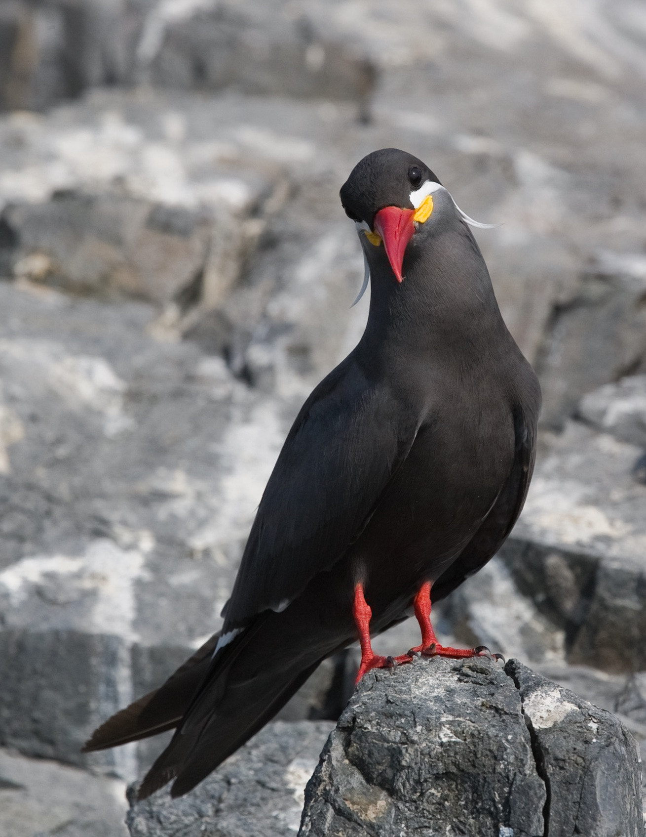 Canon EOS 5D + Canon EF 100-400mm F4.5-5.6L IS USM sample photo. Inca tern (larosterna inca) photography