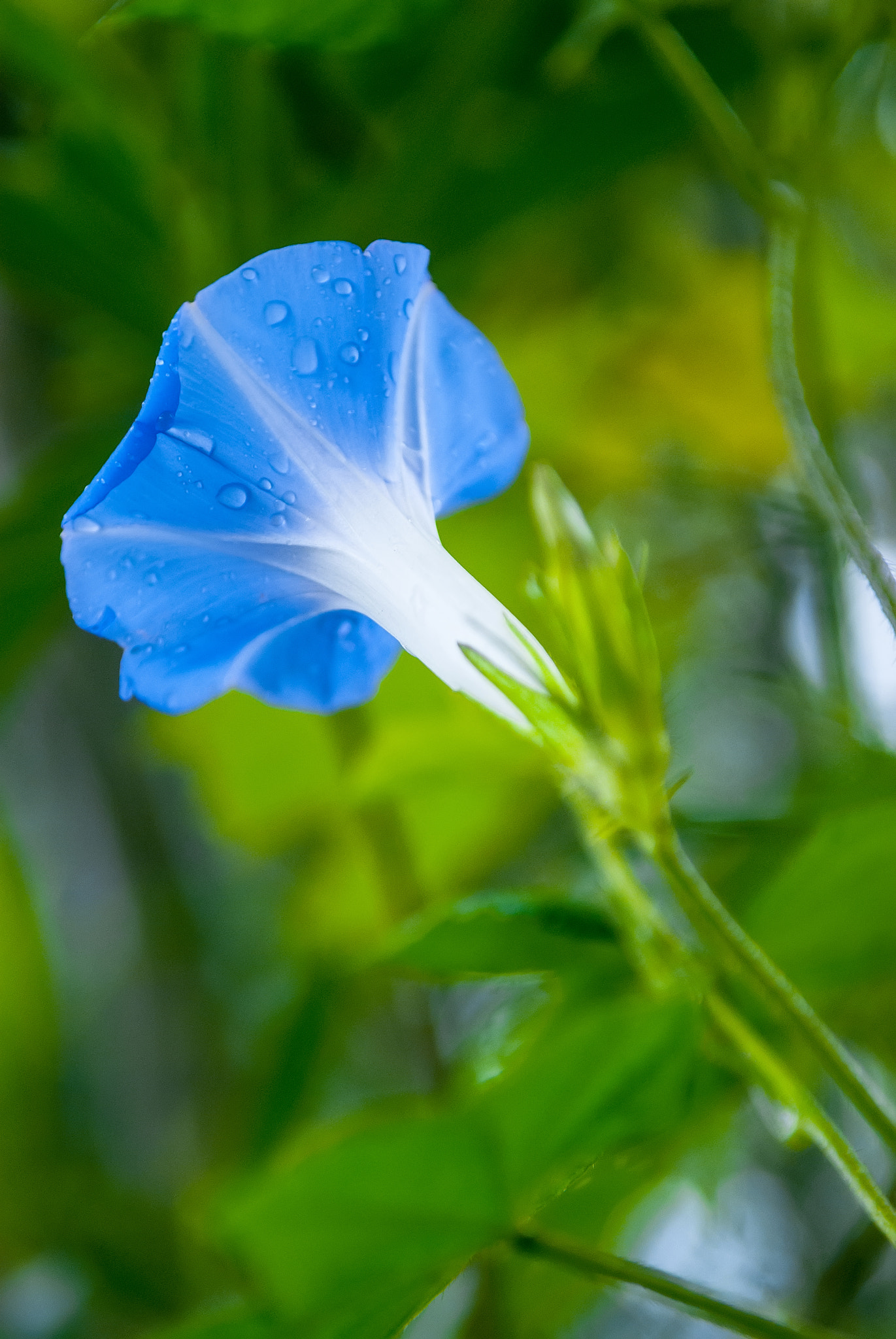 Nikon D80 sample photo. 紫色小喇叭 photography