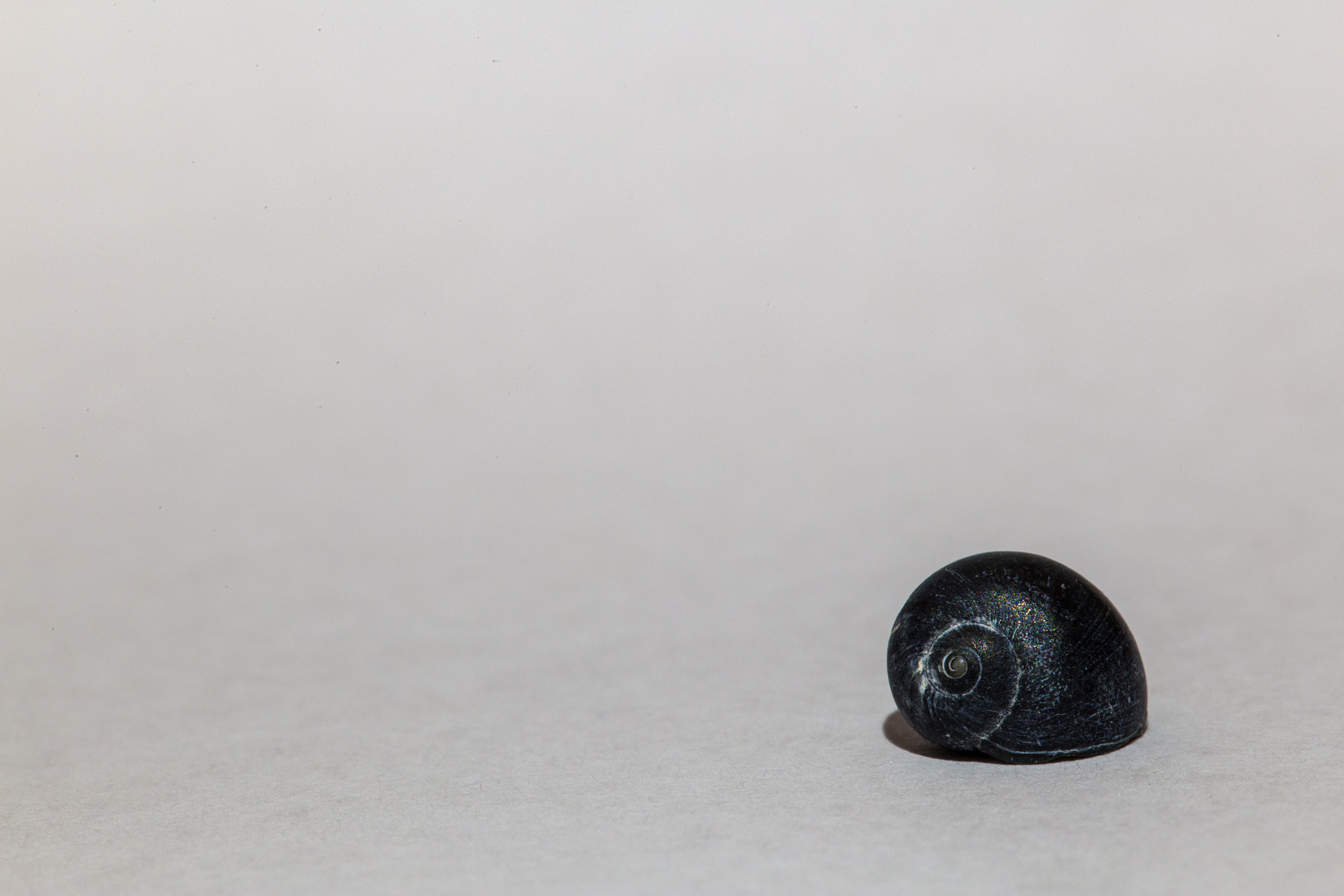 Sigma APO Macro 180mm F2.8 EX DG OS HSM sample photo. 7 millimeters shell... minimal. photography