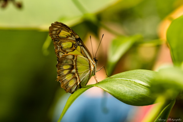 Canon EOS 80D + Tamron SP AF 90mm F2.8 Di Macro sample photo. 3875.jpg photography