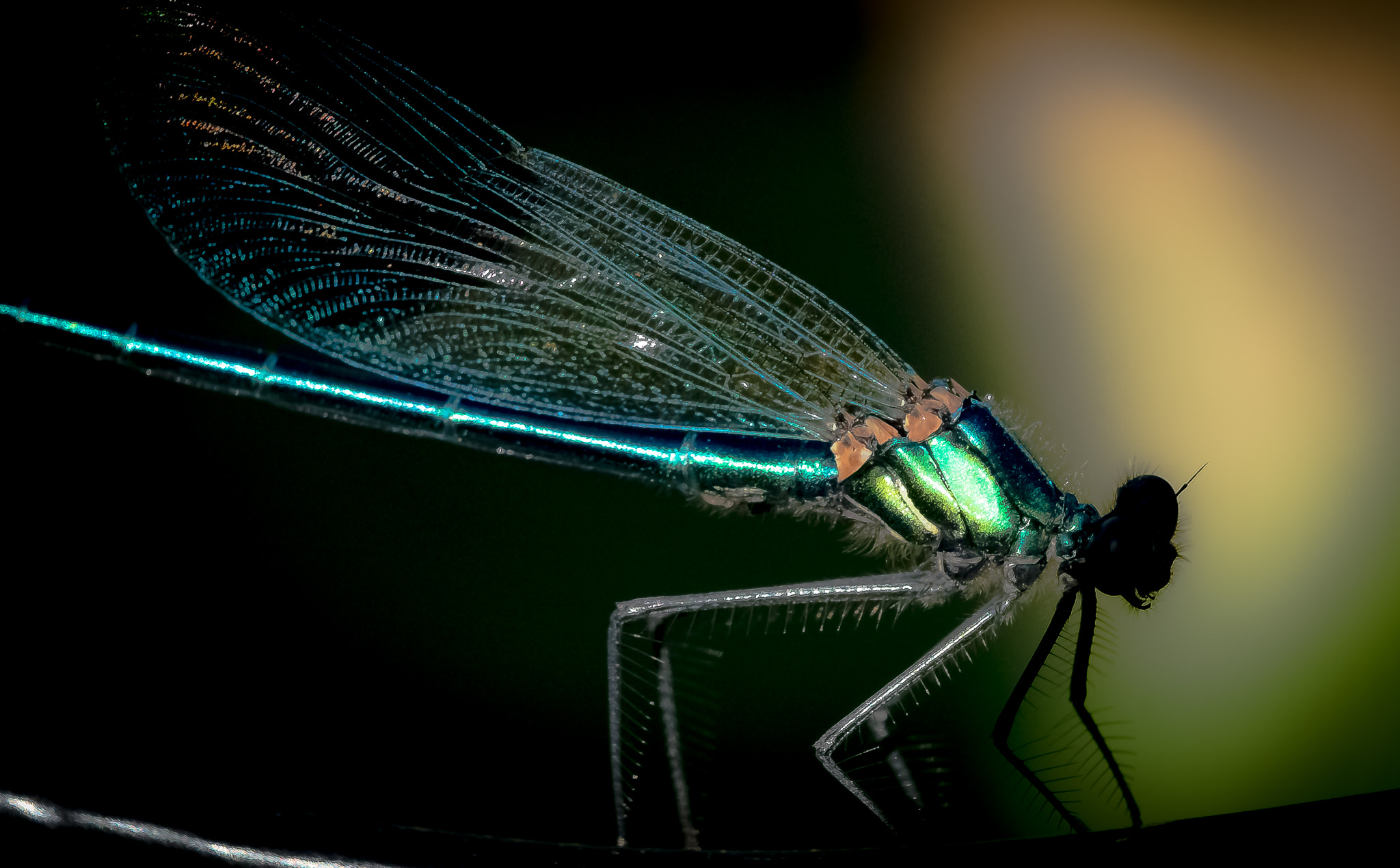 Fujifilm X-Pro1 + Fujifilm XF 60mm F2.4 R Macro sample photo. Libellule photography