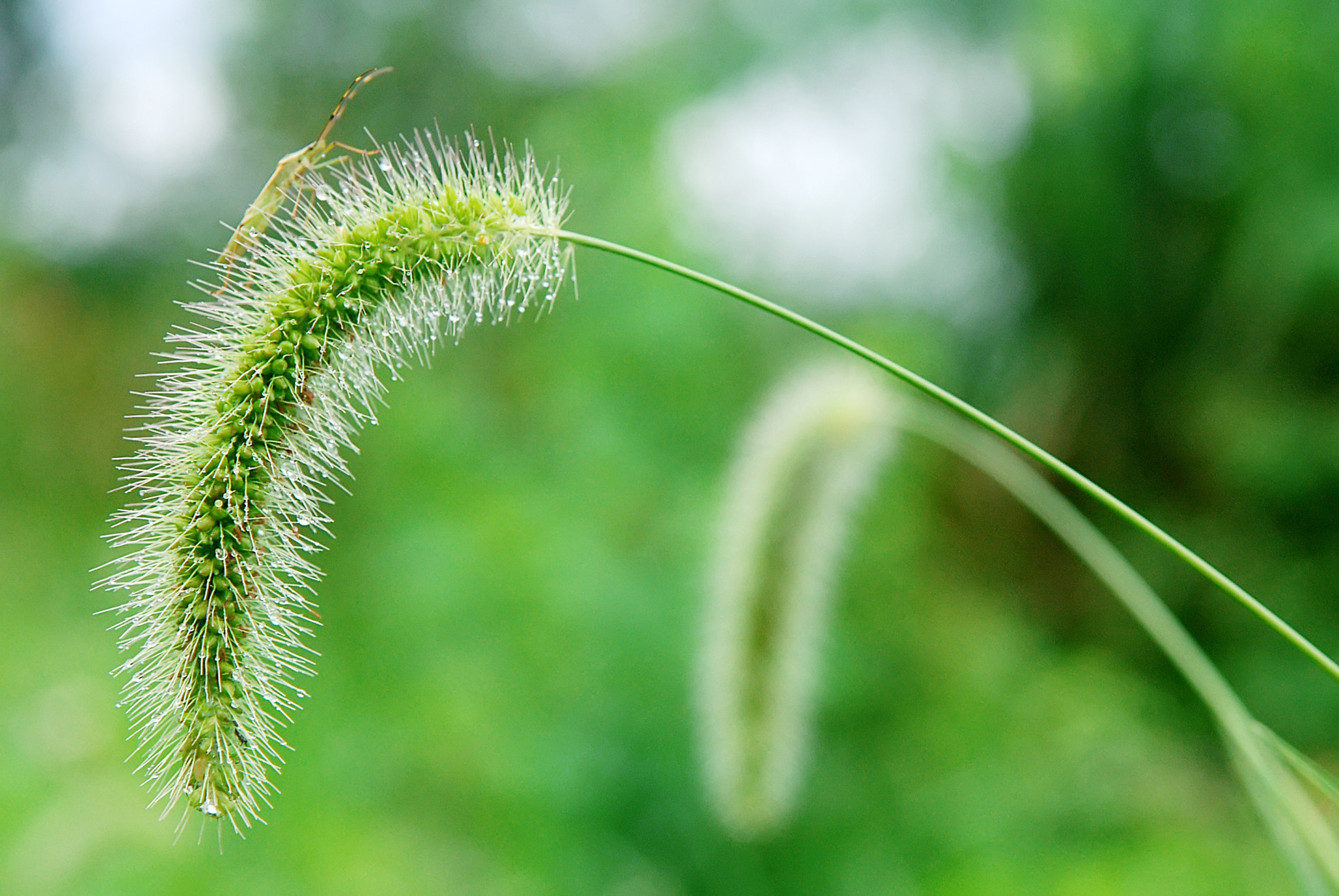 Nikon D80 sample photo. 狗尾草 photography