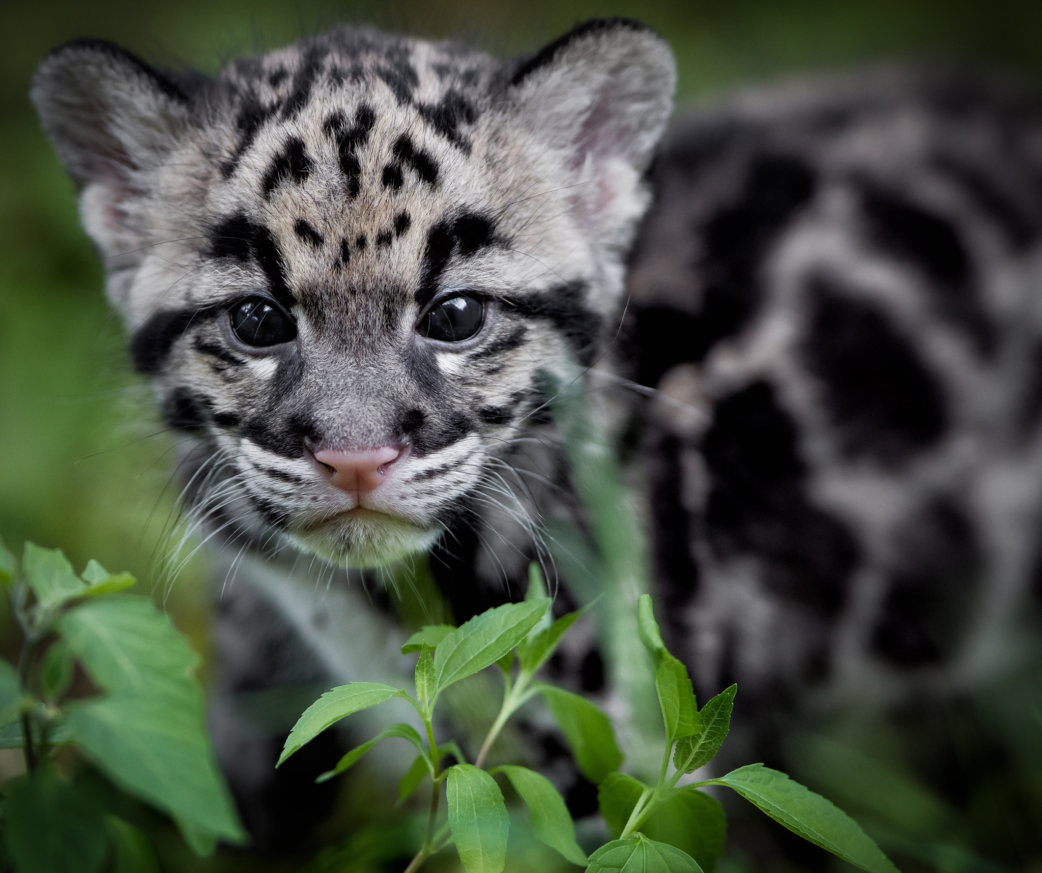 Canon EOS 5DS R + Canon EF 300mm F2.8L IS USM sample photo. Baby clouded leopard photography