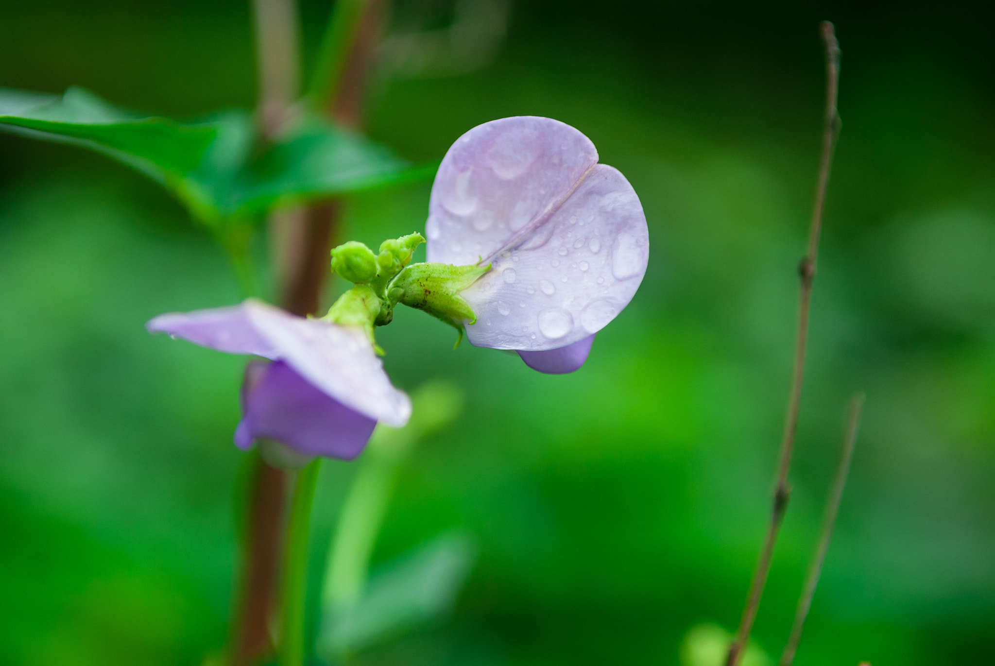 Nikon D80 sample photo. 豆角花 photography