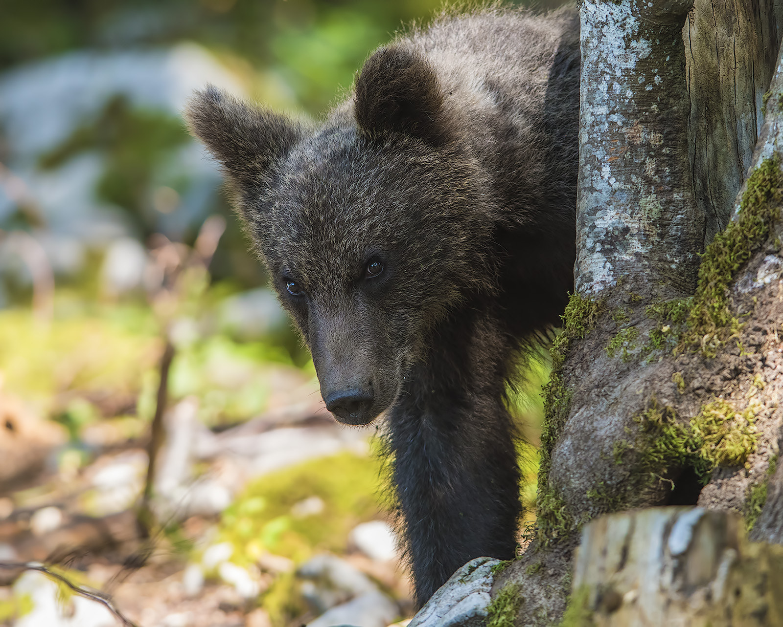 Nikon D810 + Nikon AF-S Nikkor 400mm F2.8G ED VR II sample photo. _dsc9314.jpg photography