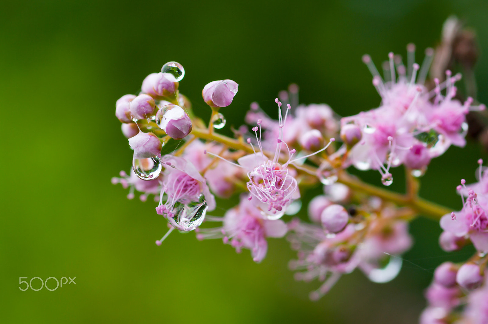 Pentax K20D + smc PENTAX-FA Macro 100mm F2.8 sample photo. Raindrop on the flowers. photography