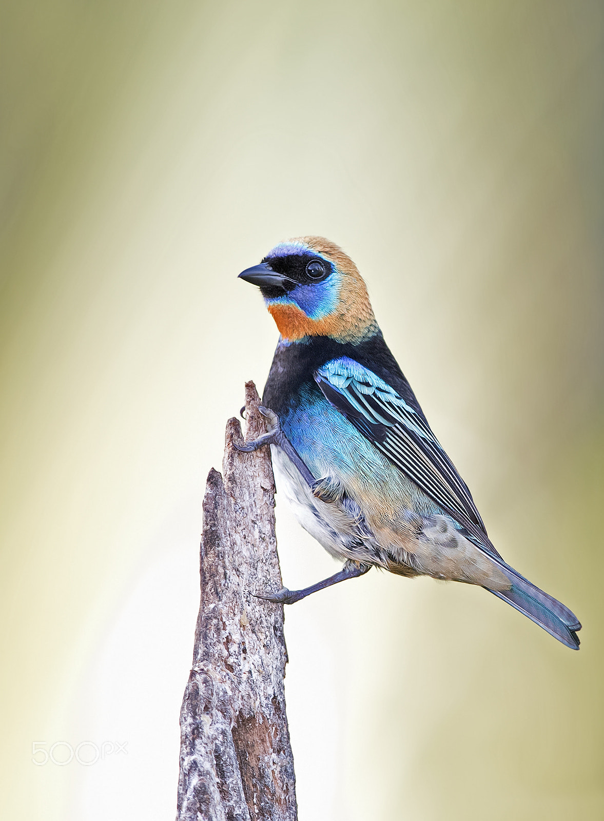 Canon EOS 7D Mark II + Canon EF 300mm F2.8L IS II USM sample photo. Golden-hooded tanager photography