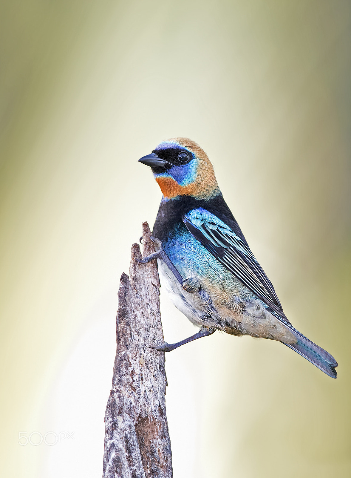 Canon EF 300mm F2.8L IS II USM sample photo. Golden-hooded tanager photography
