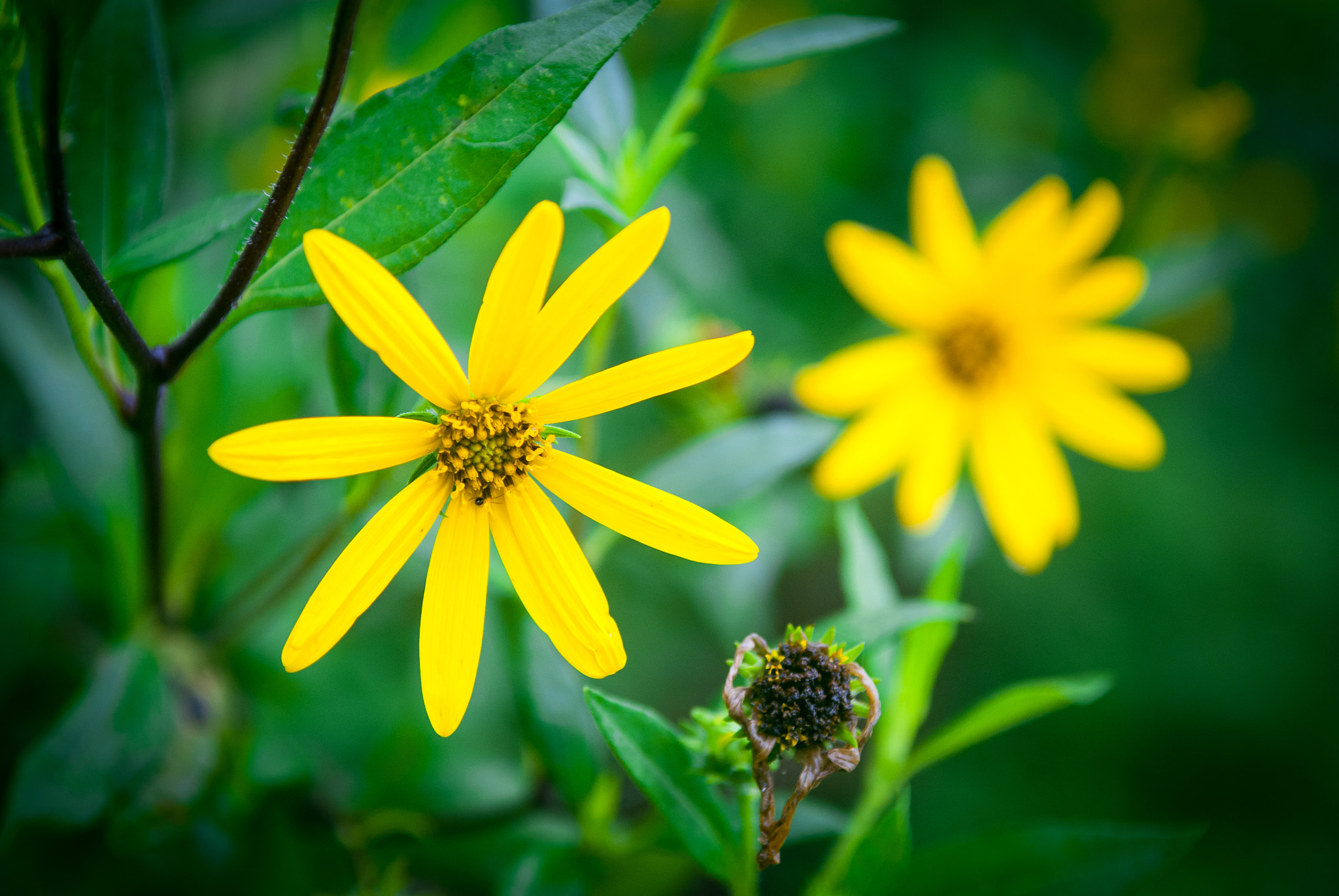 Nikon D80 sample photo. 阳姜 photography