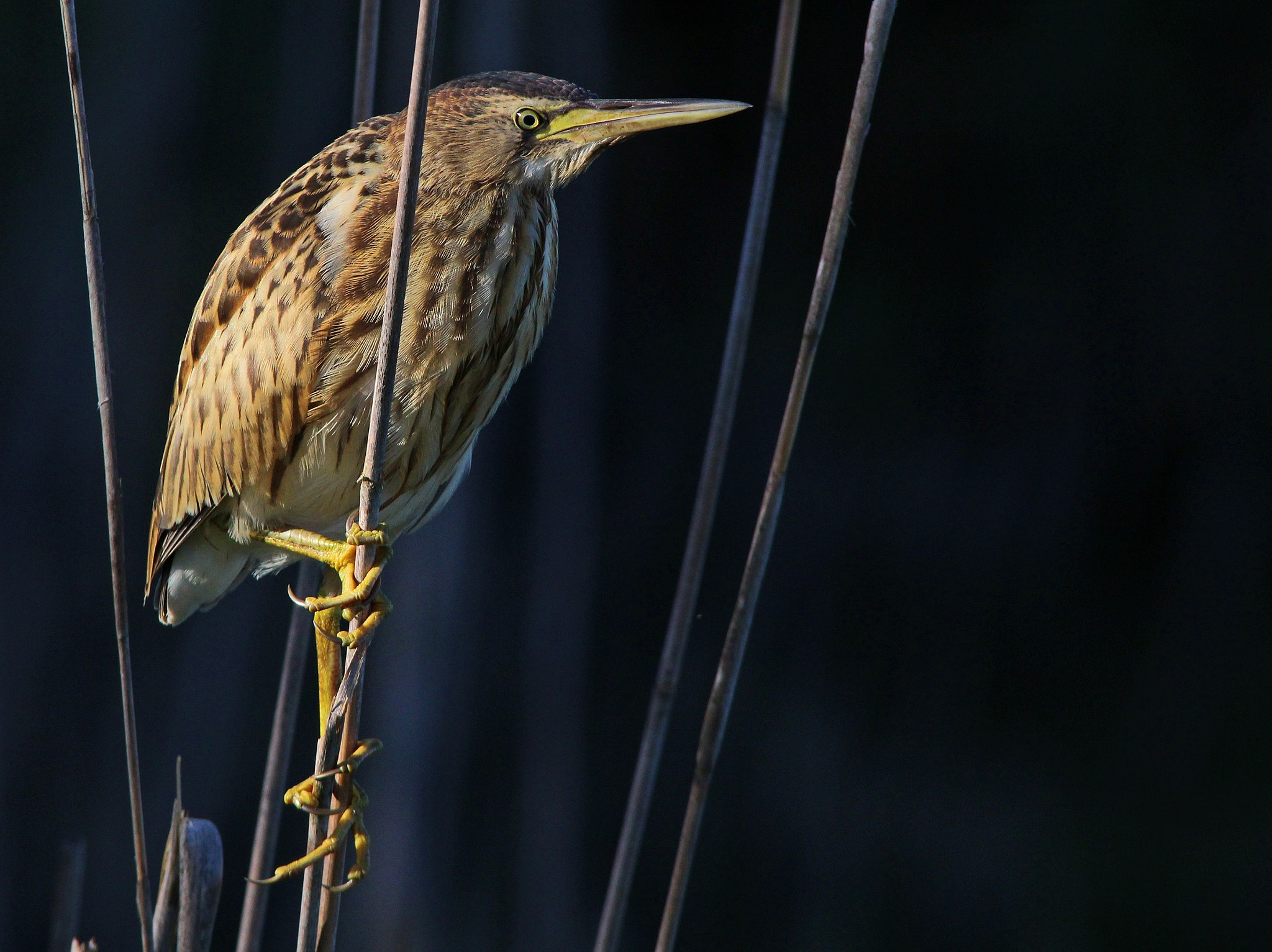 Sigma 150-500mm F5-6.3 DG OS HSM sample photo. Young little bittern, tarabusino giovane photography