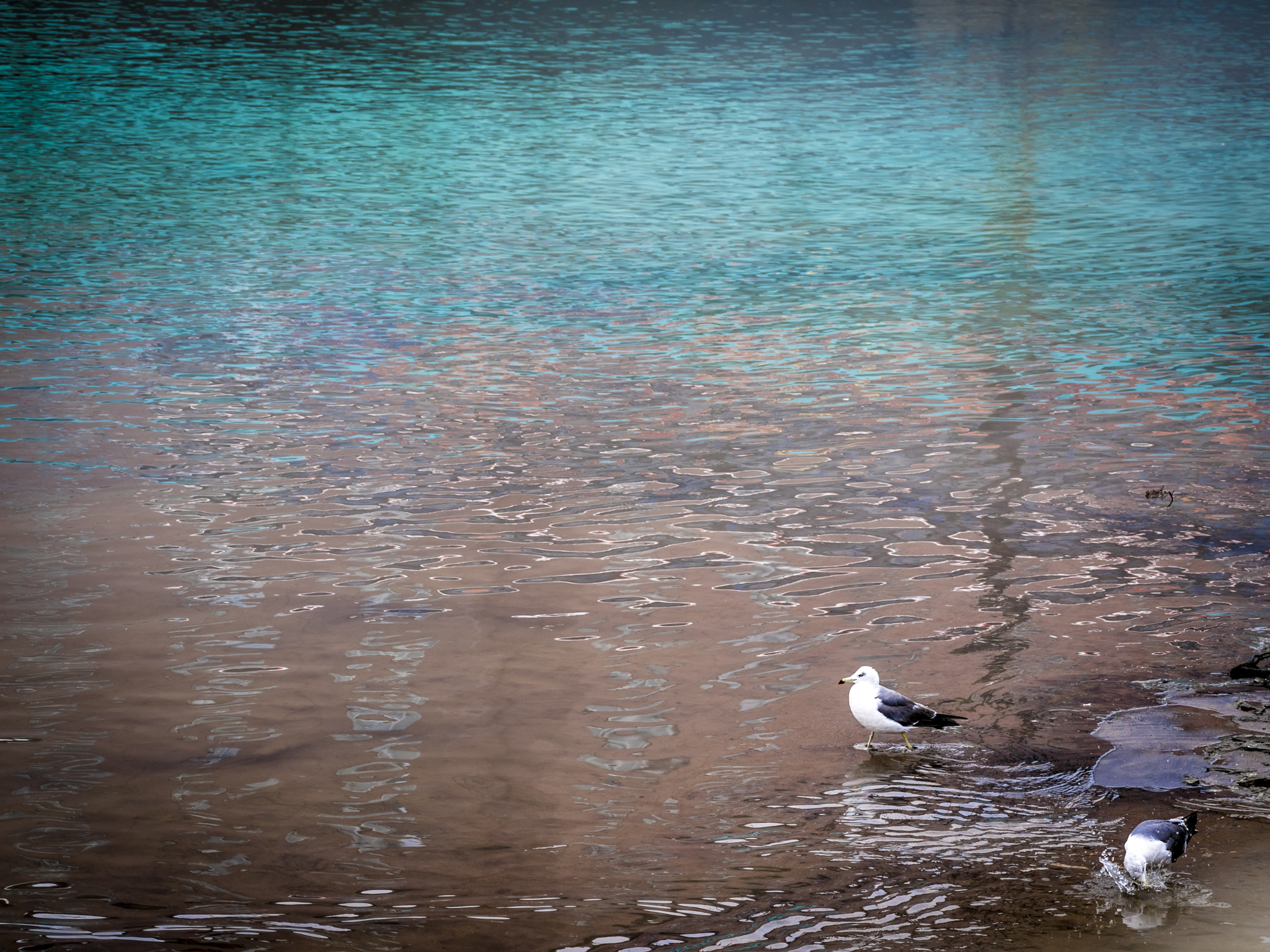 smc PENTAX-FA 645 80-160mm F4.5 sample photo. Birds photography