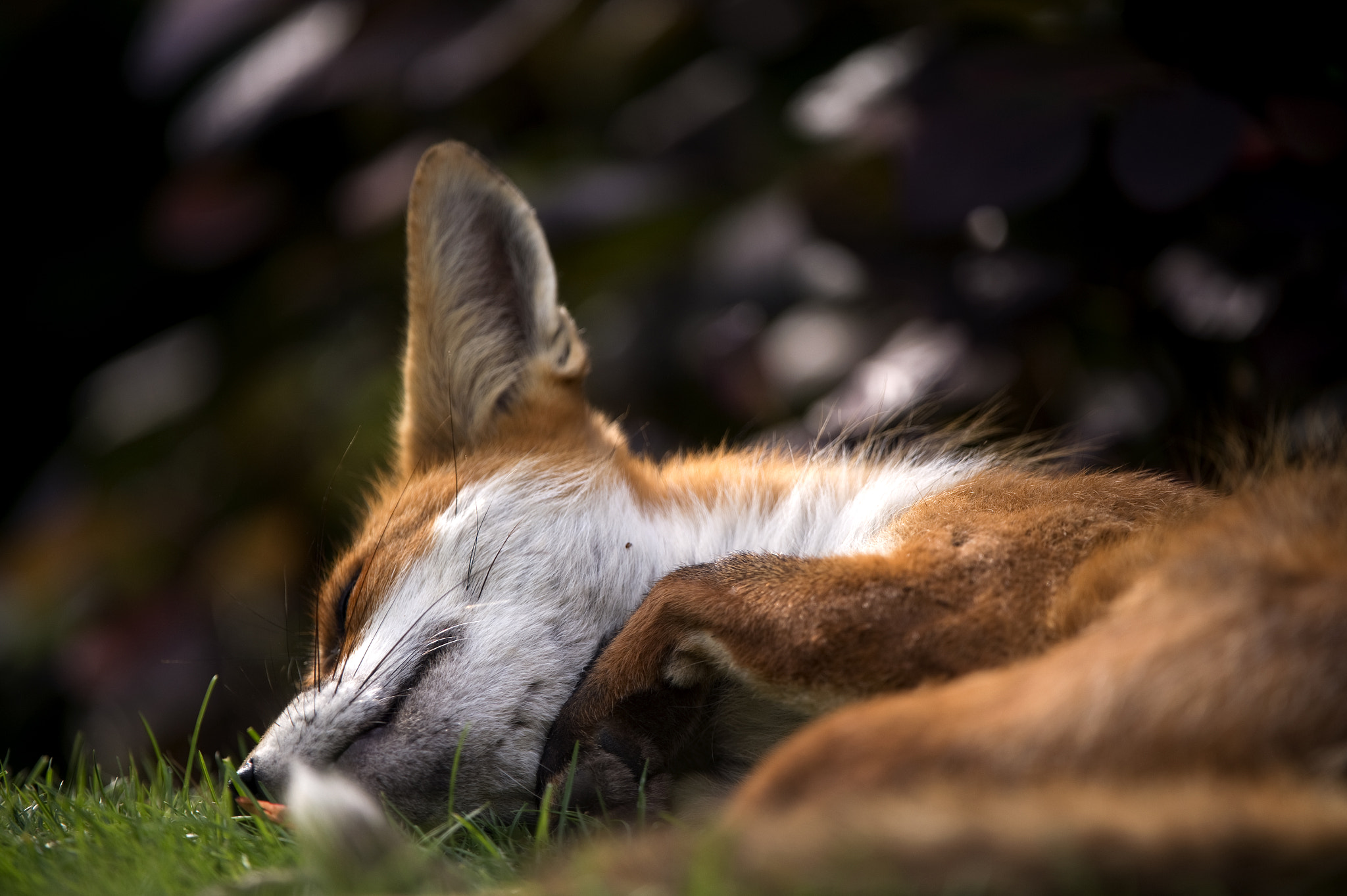Nikon D4S + Nikon AF-S Nikkor 80-400mm F4.5-5.6G ED VR sample photo. Sleeping fox in the dappled shade of a garden lawn photography