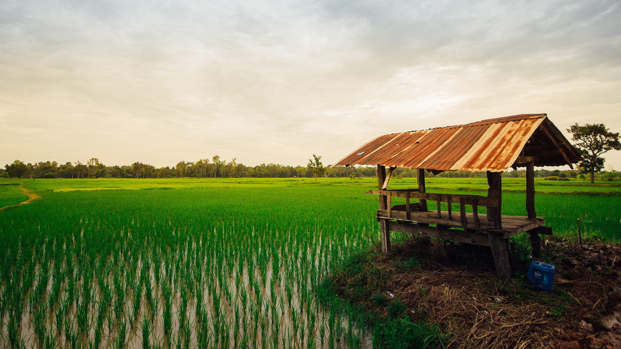Canon EOS 600D (Rebel EOS T3i / EOS Kiss X5) sample photo. Rice field photography